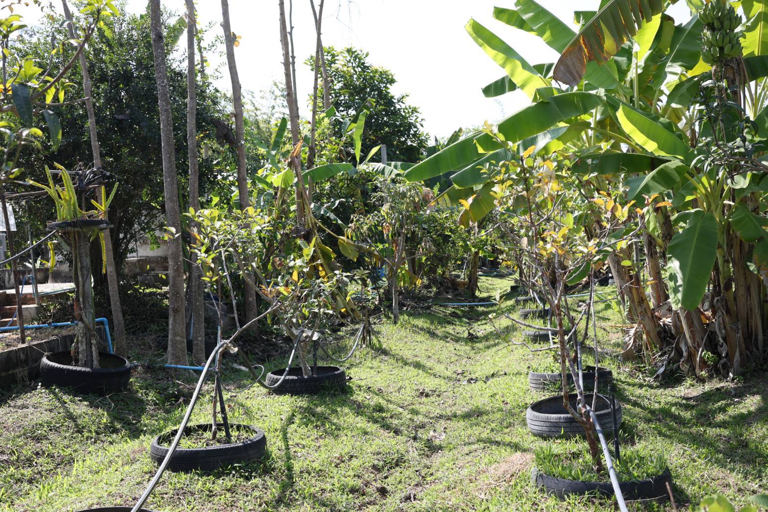 title - กพม. ลงพื้นที่ติดตามผล Smart Farmer จ.ลำพูน อินทรีย์เด่น PGS ปัง