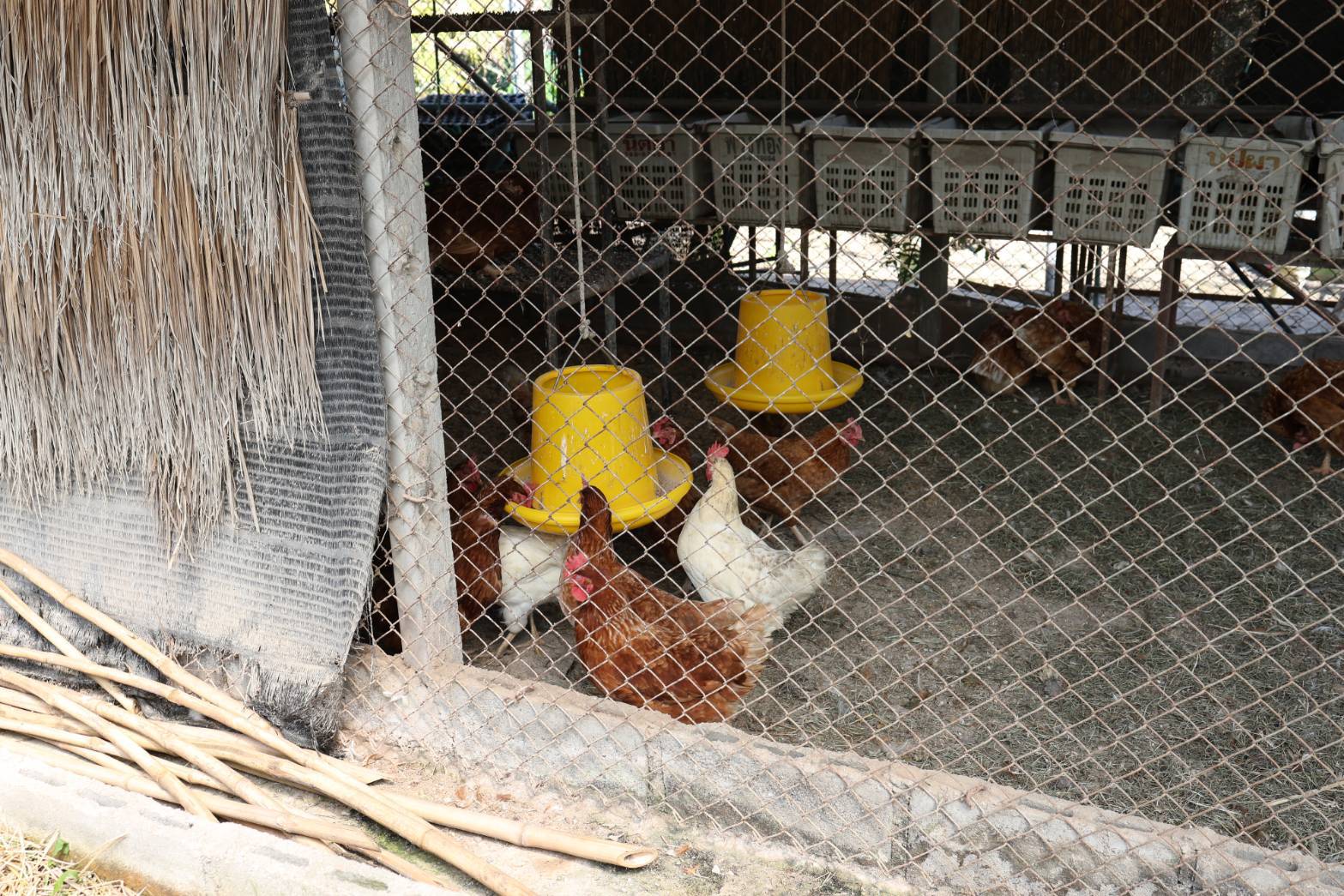 title - กพม. ลงพื้นที่ติดตามผล Smart Farmer จ.ลำพูน อินทรีย์เด่น PGS ปัง