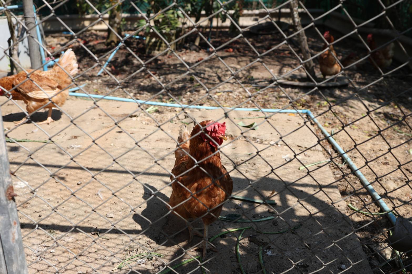 title - กพม. ลงพื้นที่ติดตามผล Smart Farmer จ.ลำพูน อินทรีย์เด่น PGS ปัง