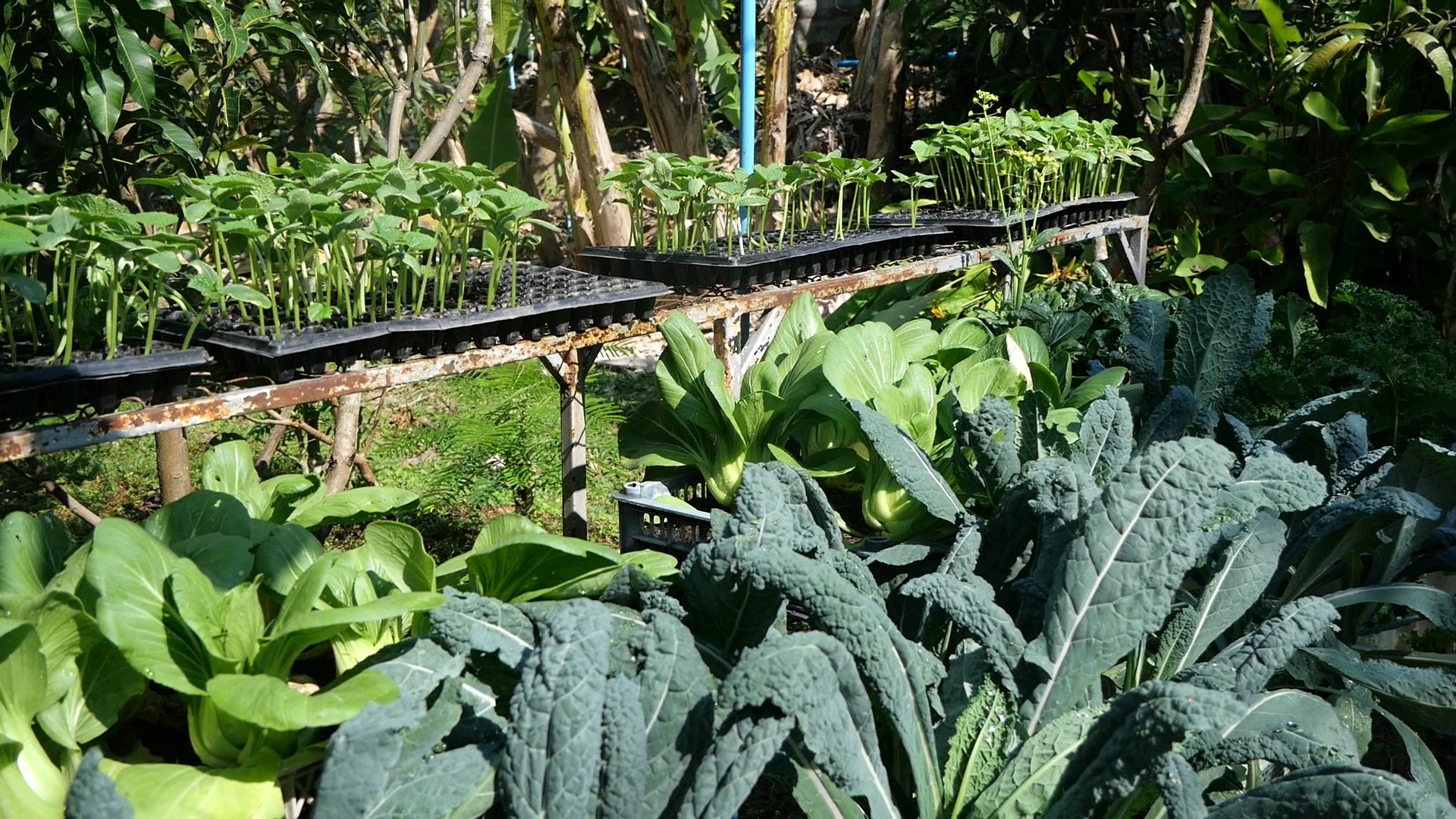 title - กพม. ลงพื้นที่ติดตามผล Smart Farmer จ.ลำพูน อินทรีย์เด่น PGS ปัง