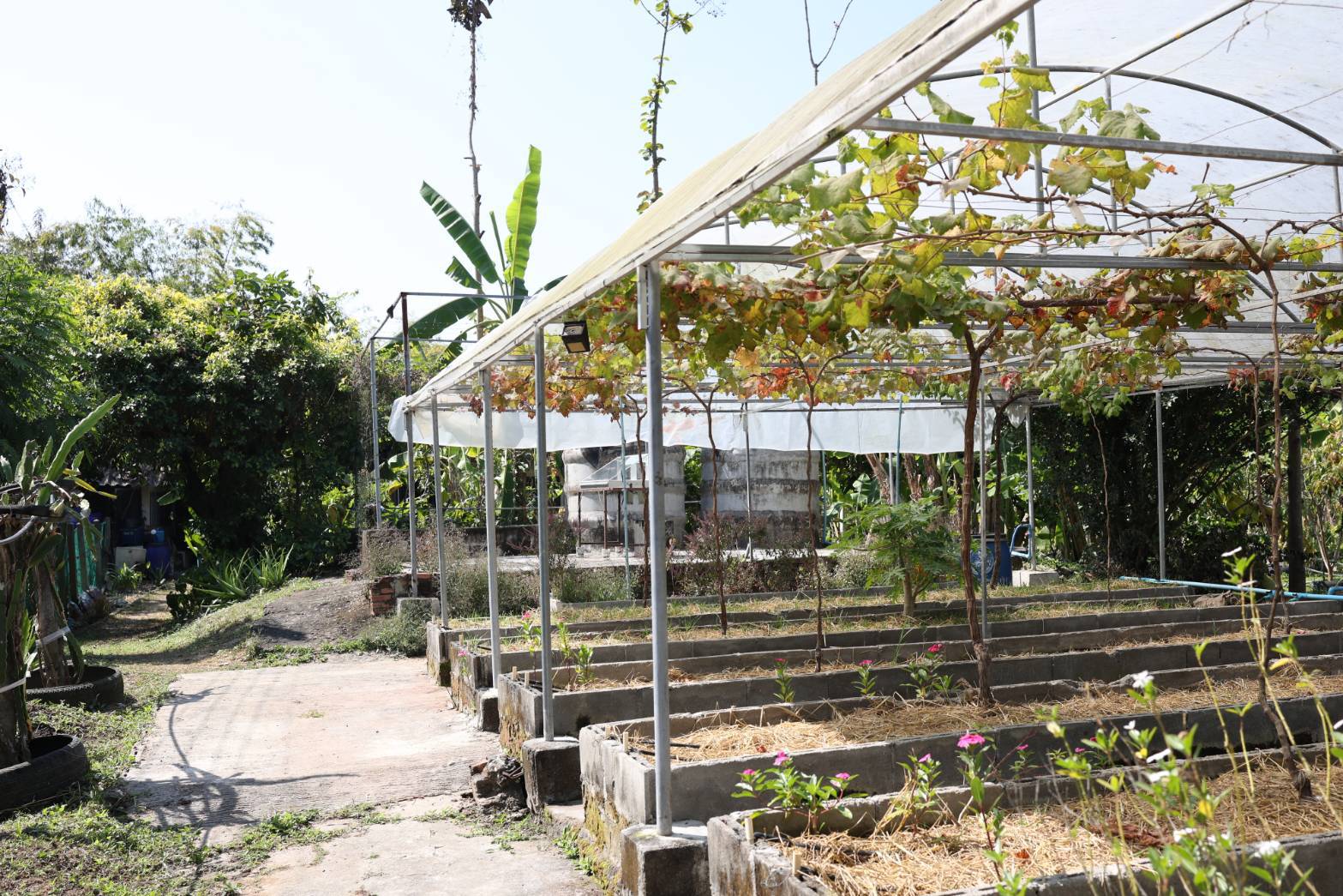 title - กพม. ลงพื้นที่ติดตามผล Smart Farmer จ.ลำพูน อินทรีย์เด่น PGS ปัง