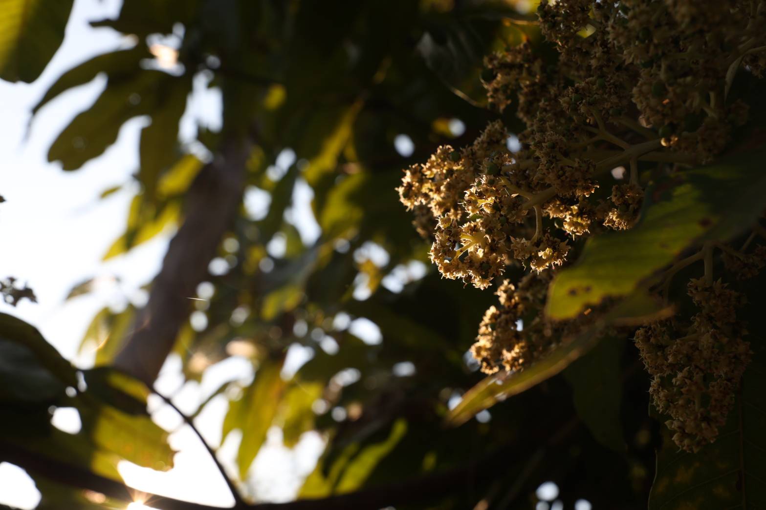 title - กพม. ลงพื้นที่ติดตามผล Smart Farmer จ.ลำพูน อินทรีย์เด่น PGS ปัง