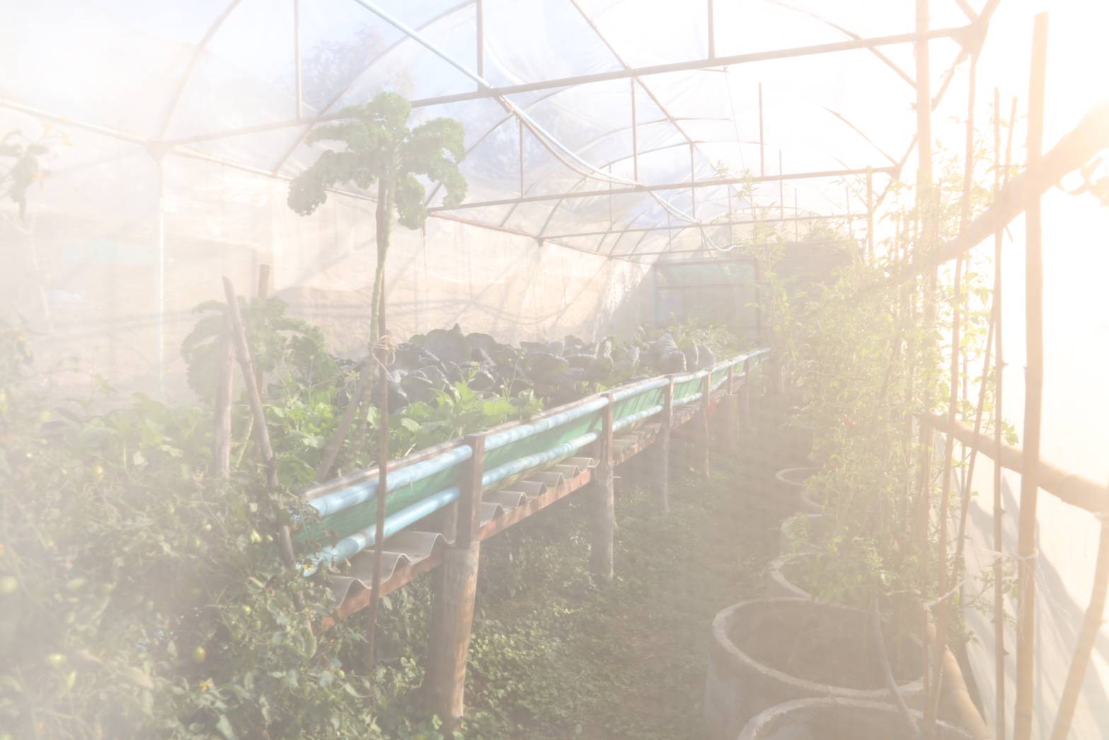 title - กพม. ลงพื้นที่ติดตามผล Smart Farmer จ.ลำพูน อินทรีย์เด่น PGS ปัง