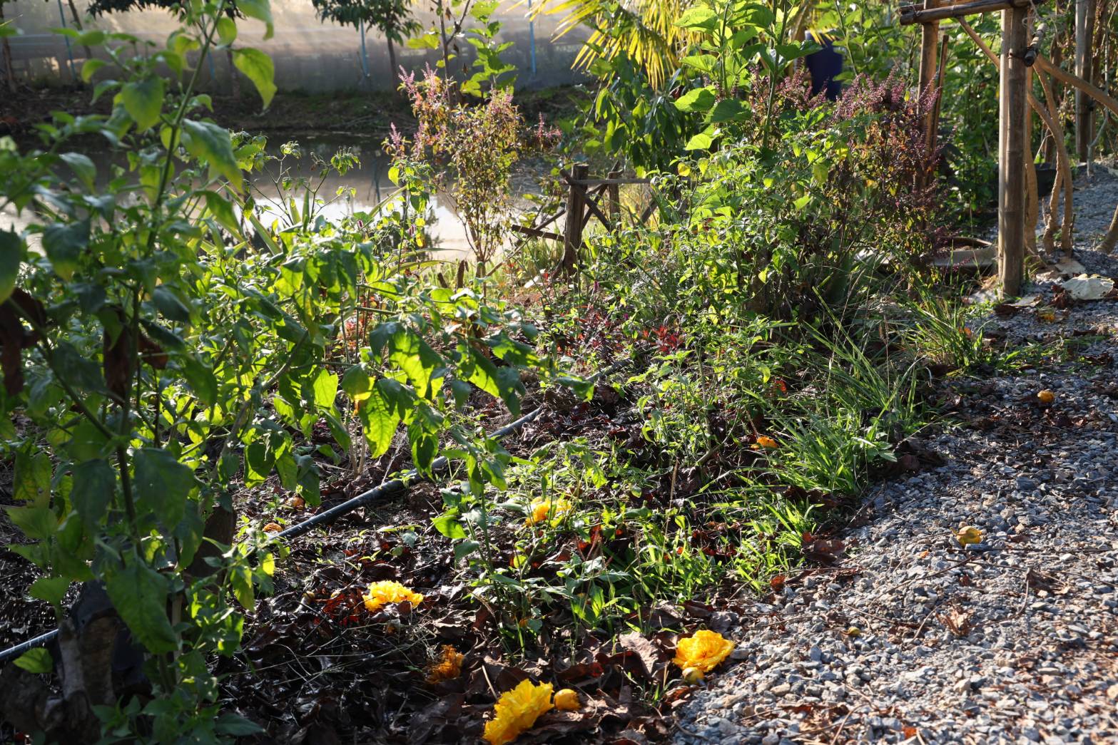 title - กพม. ลงพื้นที่ติดตามผล Smart Farmer จ.ลำพูน อินทรีย์เด่น PGS ปัง