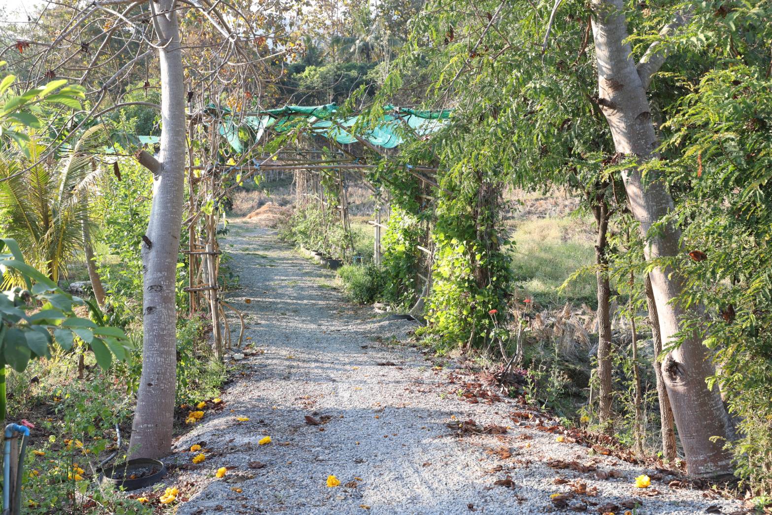 title - กพม. ลงพื้นที่ติดตามผล Smart Farmer จ.ลำพูน อินทรีย์เด่น PGS ปัง