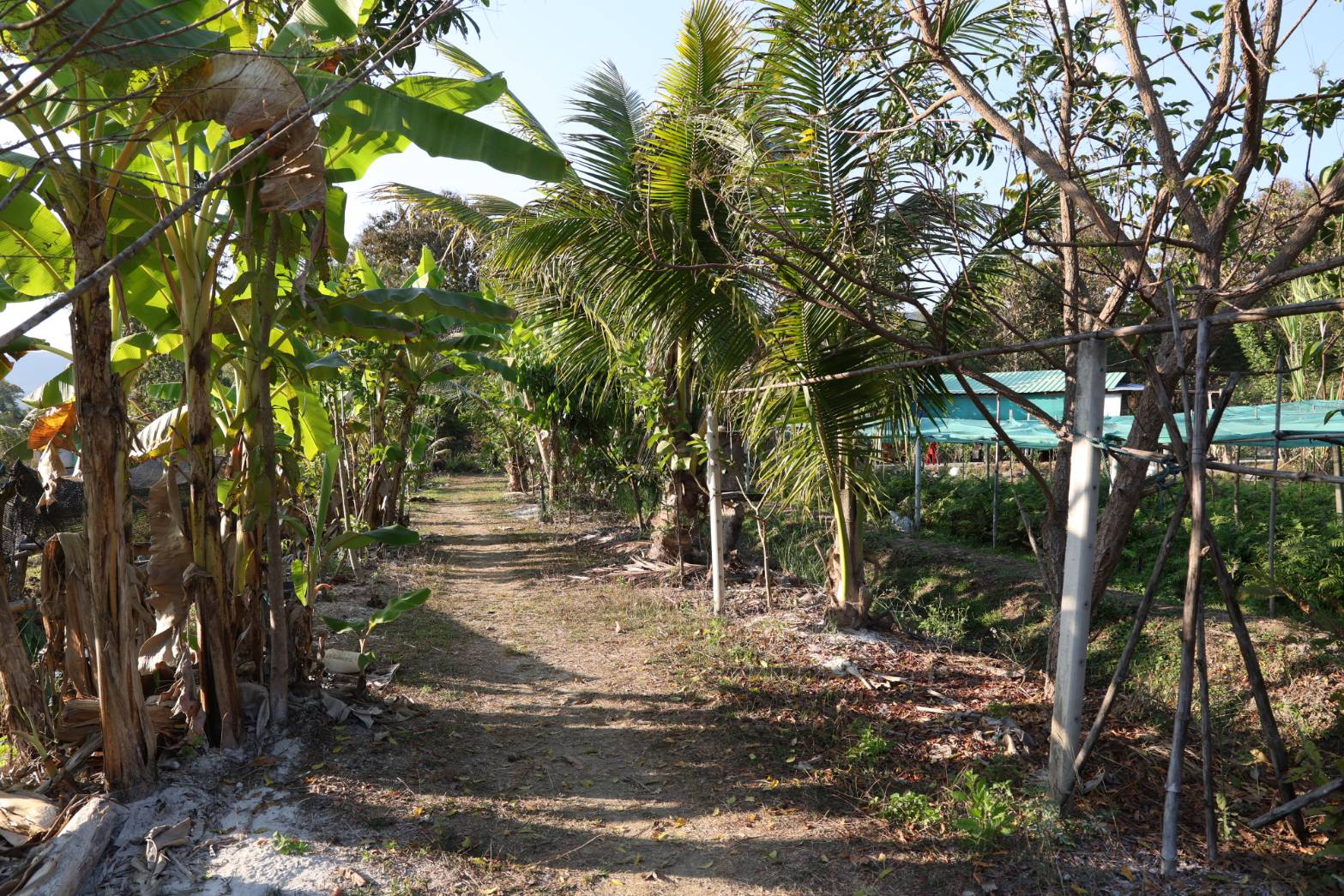 title - กพม. ลงพื้นที่ติดตามผล Smart Farmer จ.ลำพูน อินทรีย์เด่น PGS ปัง