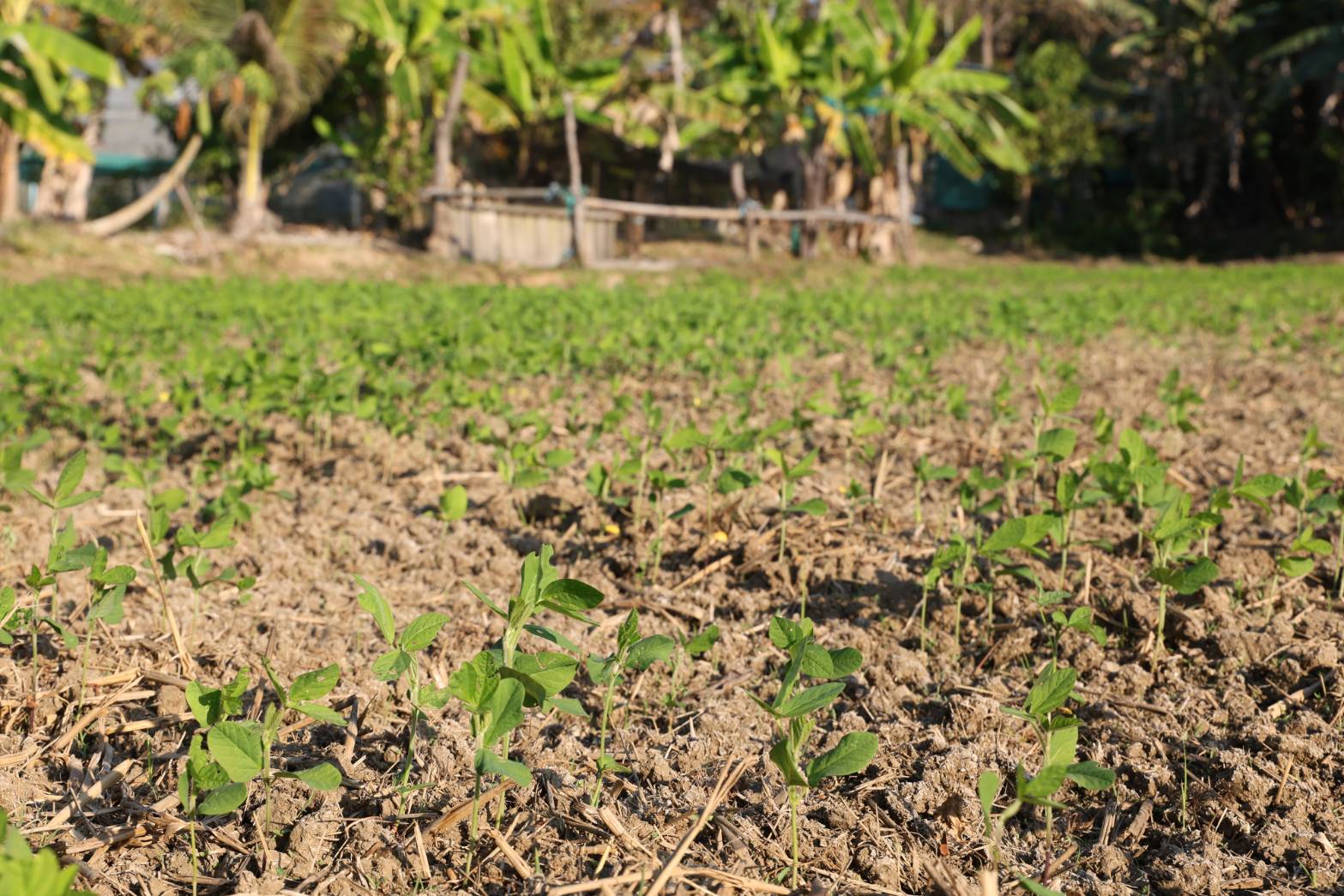title - กพม. ลงพื้นที่ติดตามผล Smart Farmer จ.ลำพูน อินทรีย์เด่น PGS ปัง