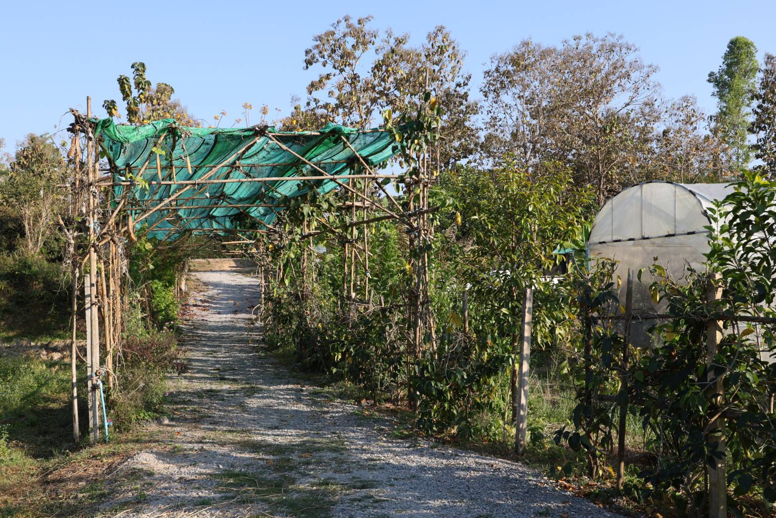 title - กพม. ลงพื้นที่ติดตามผล Smart Farmer จ.ลำพูน อินทรีย์เด่น PGS ปัง