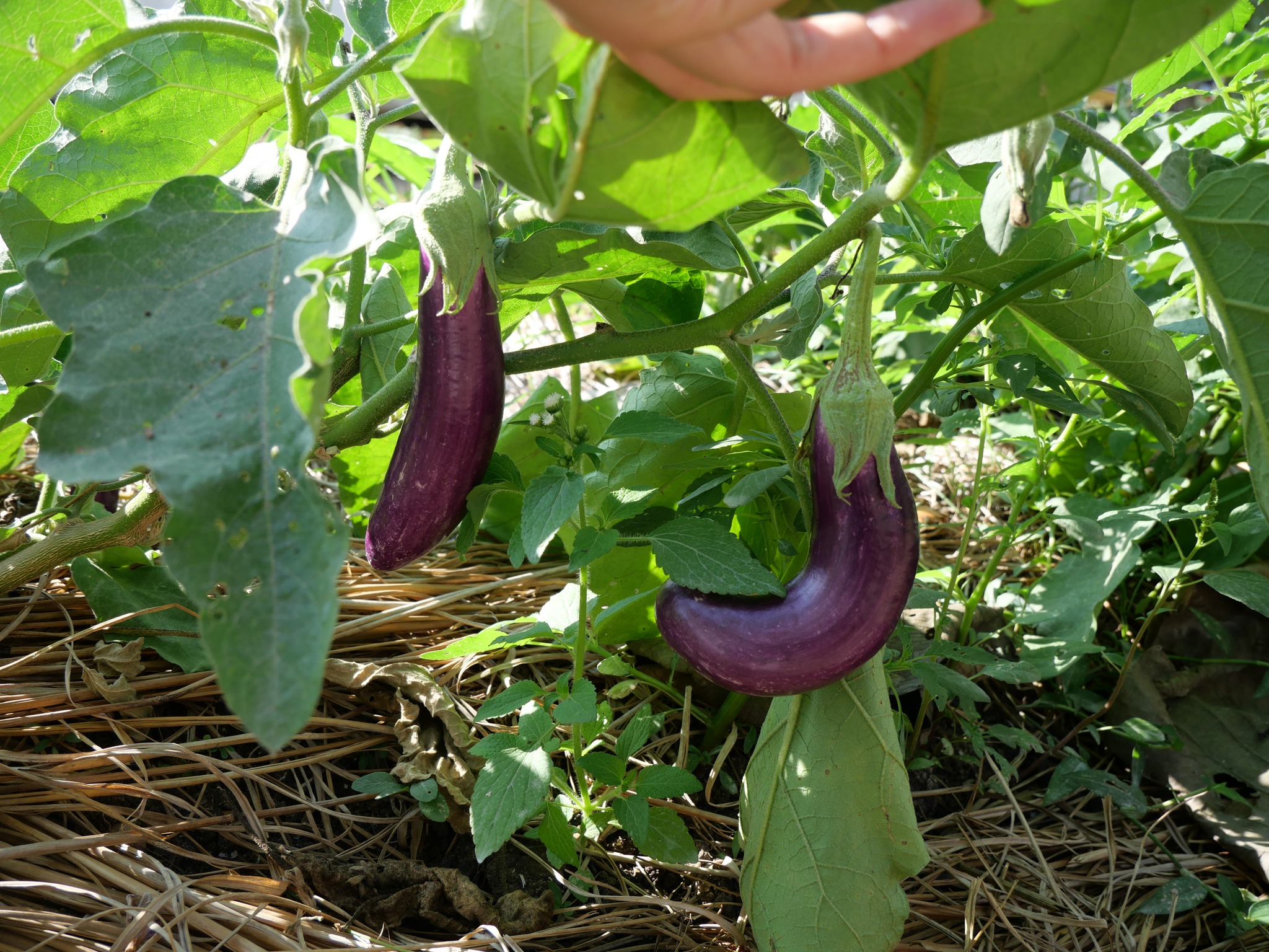 title - กพม. ลงพื้นที่ติดตามผล Smart Farmer จ.ลำพูน อินทรีย์เด่น PGS ปัง