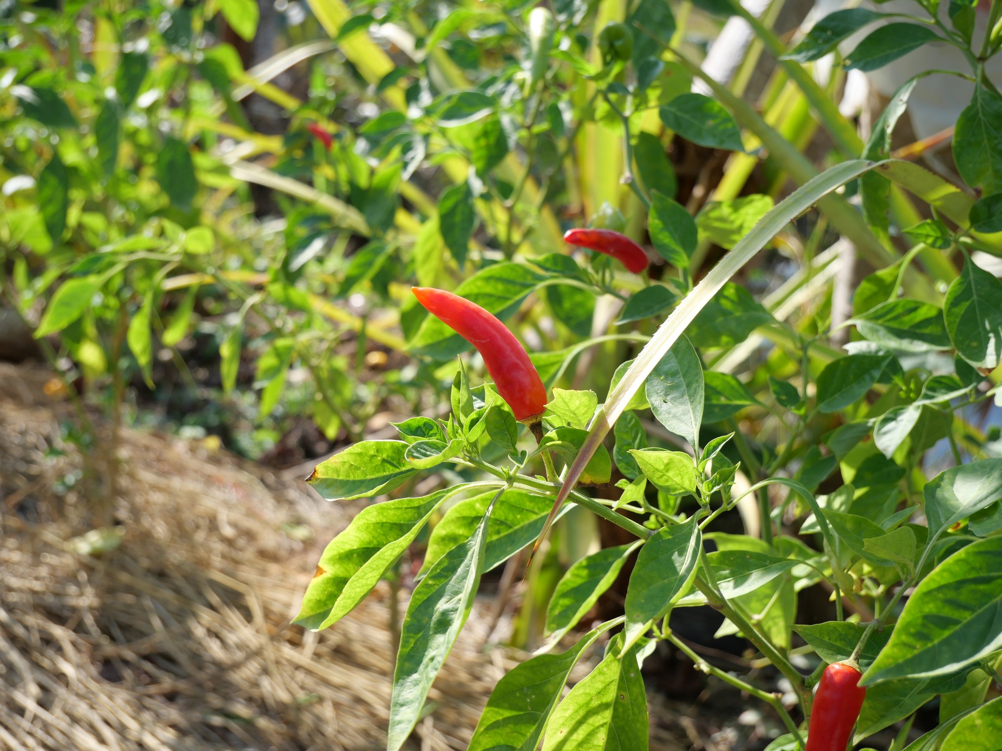 title - กพม. ลงพื้นที่ติดตามผล Smart Farmer จ.ลำพูน อินทรีย์เด่น PGS ปัง