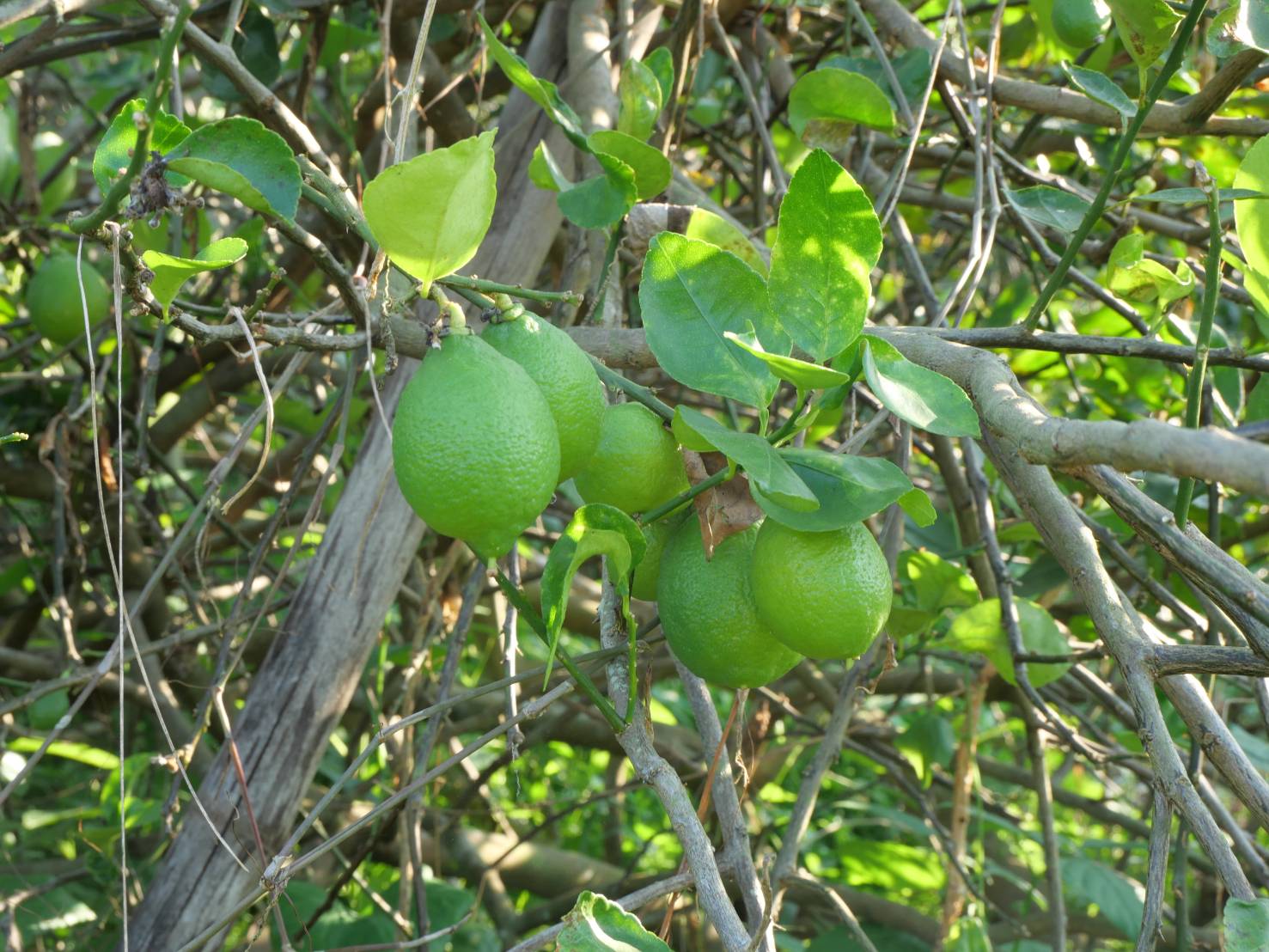 title - กพม. ติดตามผล Smart Farmer ต้นแบบเด่นมะนาวตาฮิติ นายบุญลือ จ.สุโขทัย