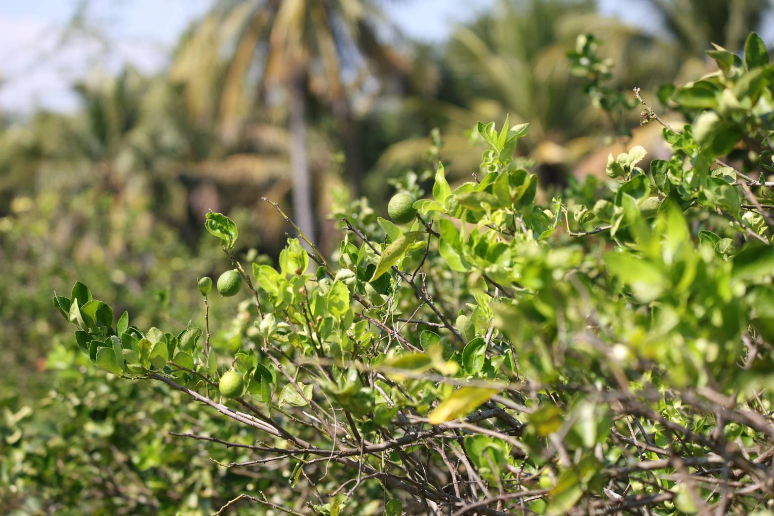 title - กพม. ติดตามผล Smart Farmer ต้นแบบเด่นมะนาวตาฮิติ นายบุญลือ จ.สุโขทัย