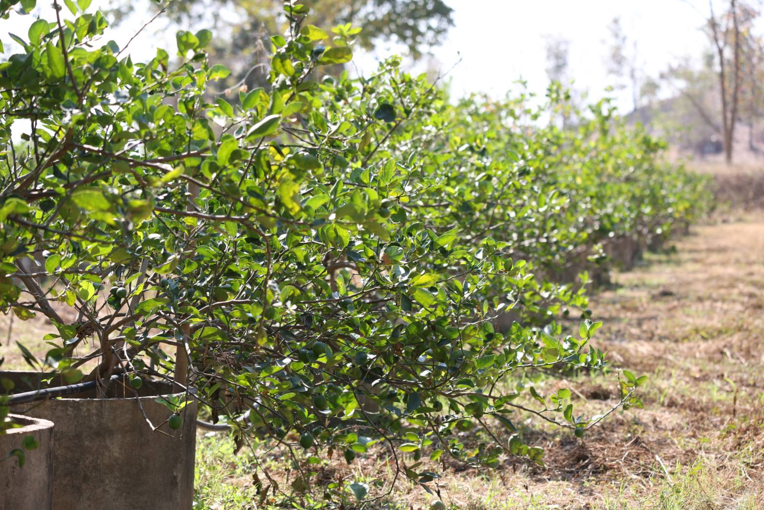 title - กพม. ติดตามผล Smart Farmer ต้นแบบเด่นมะนาวตาฮิติ นายบุญลือ จ.สุโขทัย