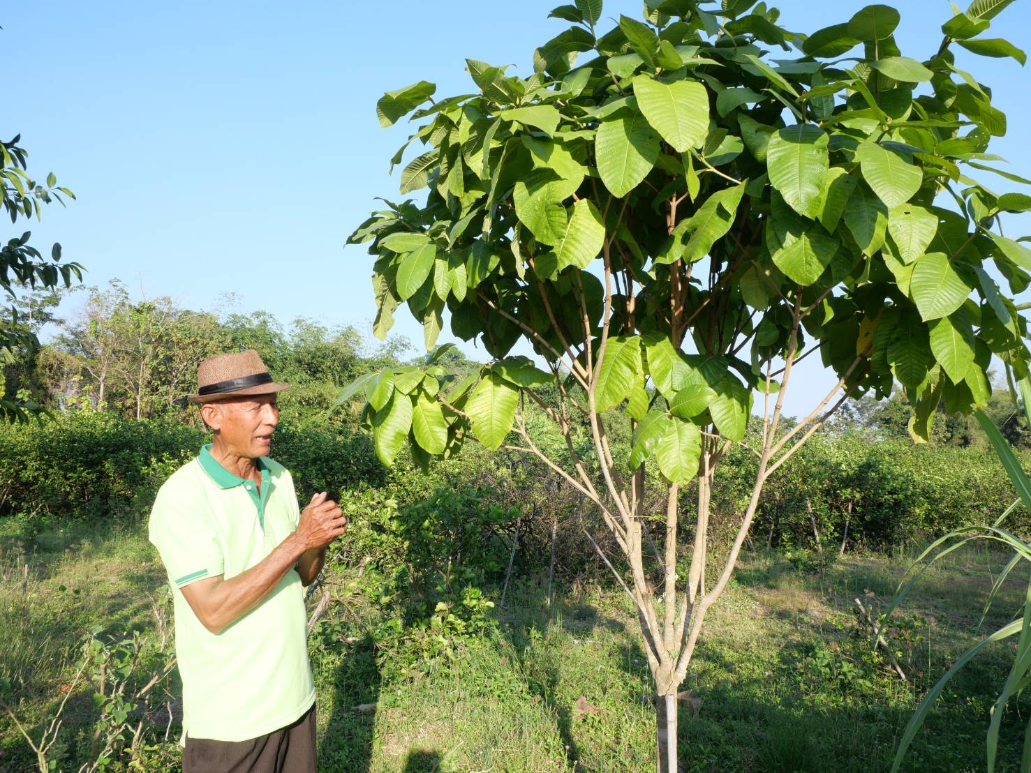 title - กพม. ติดตามผล Smart Farmer ต้นแบบเด่นมะนาวตาฮิติ นายบุญลือ จ.สุโขทัย