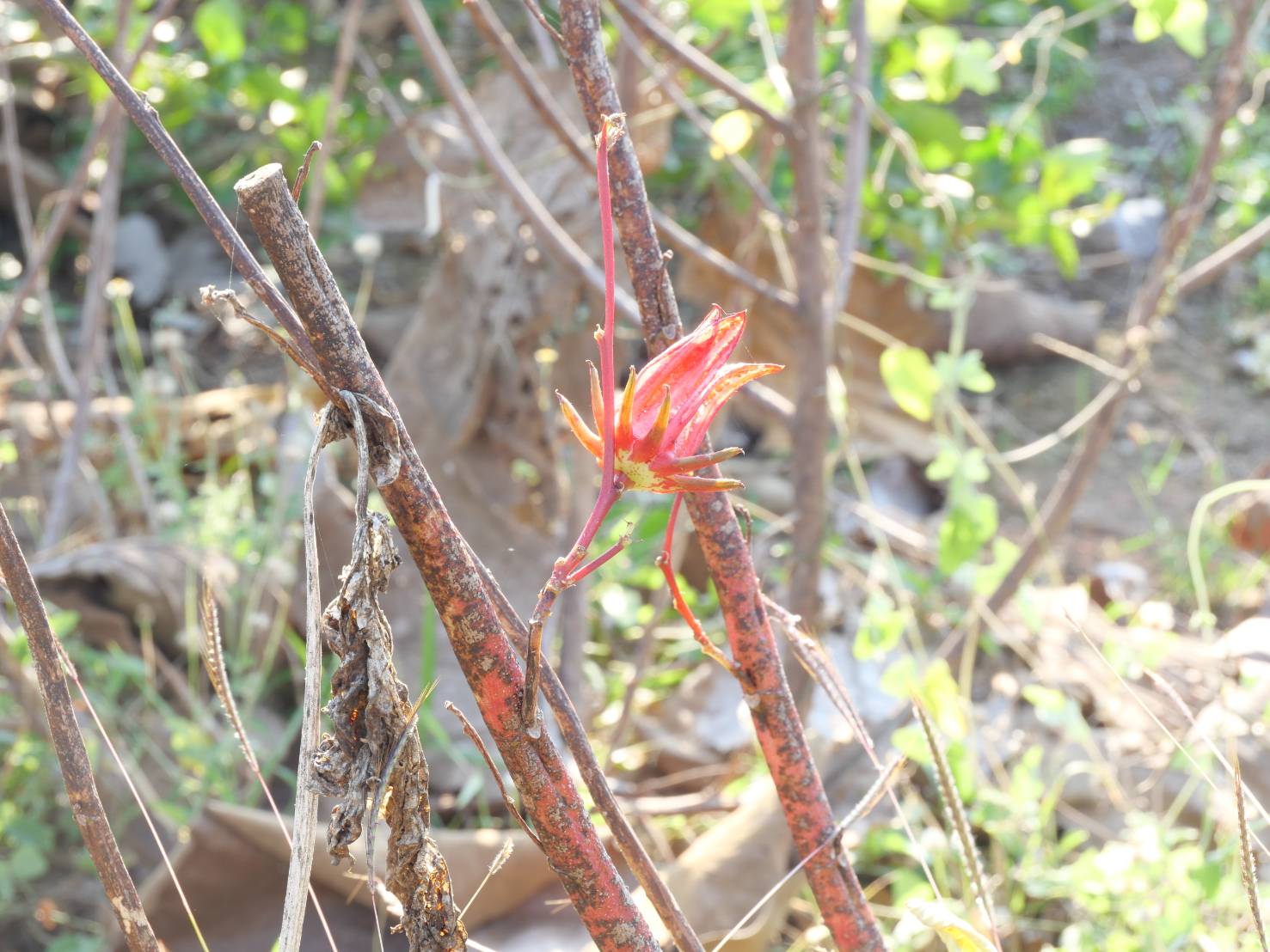 title - กพม. ติดตามผล Smart Farmer ต้นแบบเด่นมะนาวตาฮิติ นายบุญลือ จ.สุโขทัย