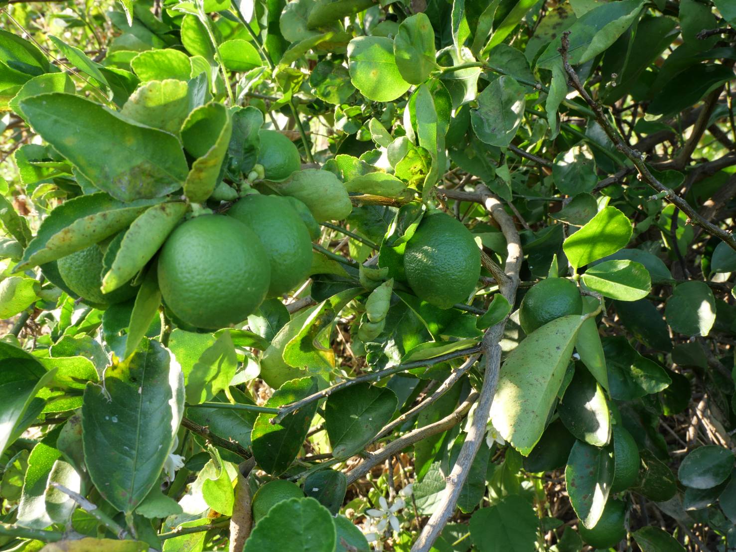 title - กพม. ติดตามผล Smart Farmer ต้นแบบเด่นมะนาวตาฮิติ นายบุญลือ จ.สุโขทัย