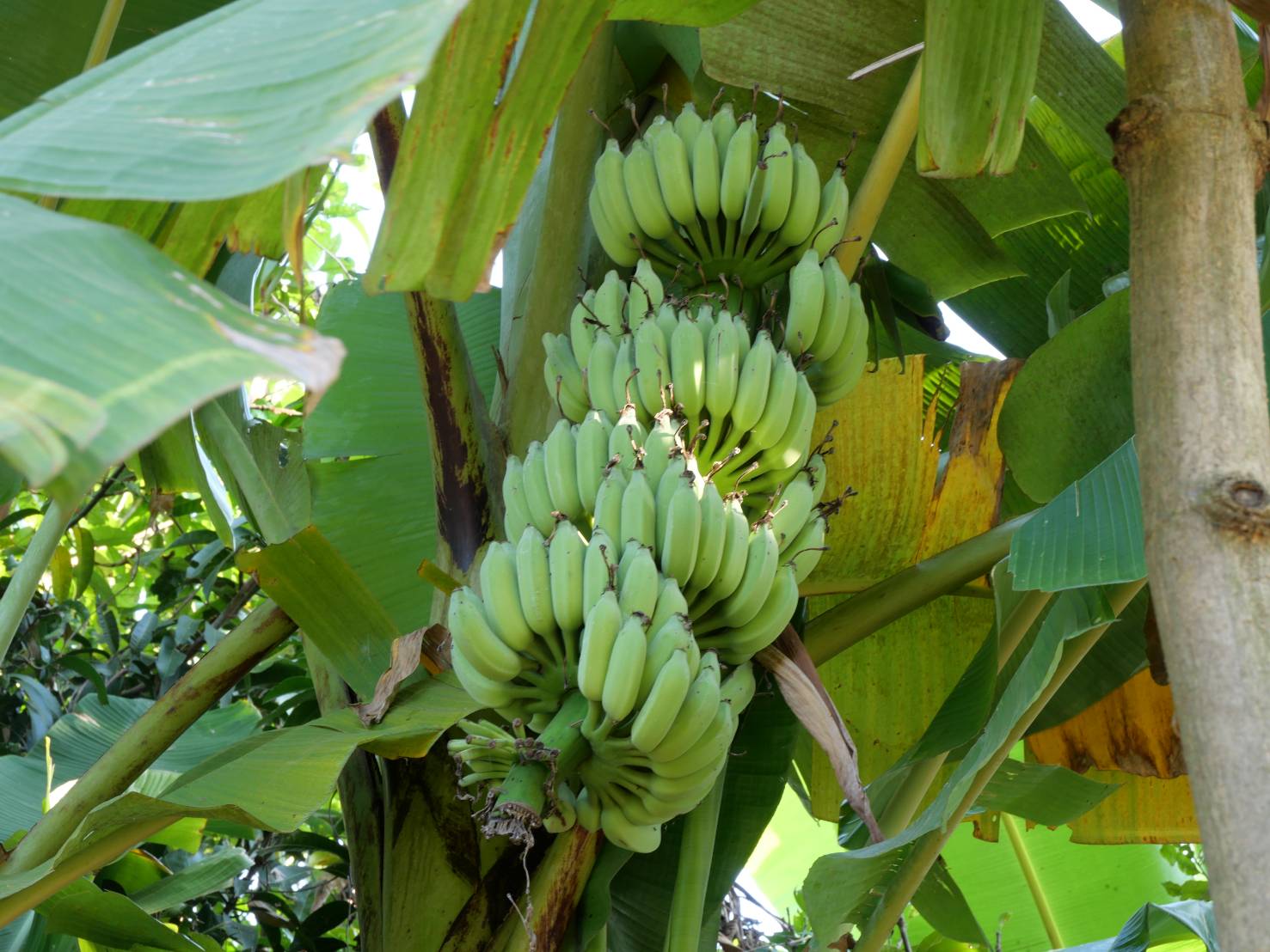 title - กพม. ติดตามผล Smart Farmer ต้นแบบเด่นมะนาวตาฮิติ นายบุญลือ จ.สุโขทัย