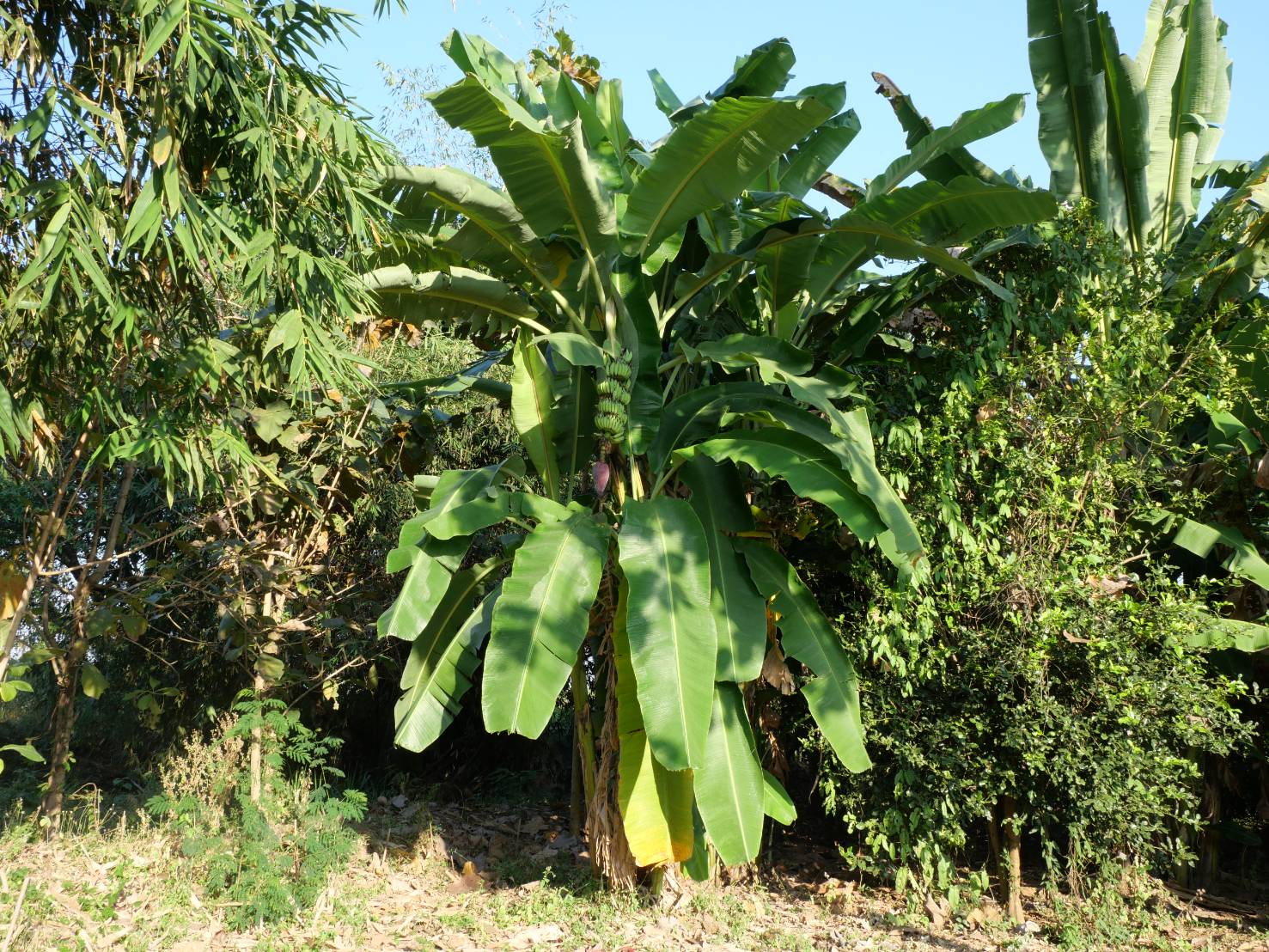 title - กพม. ติดตามผล Smart Farmer ต้นแบบเด่นมะนาวตาฮิติ นายบุญลือ จ.สุโขทัย