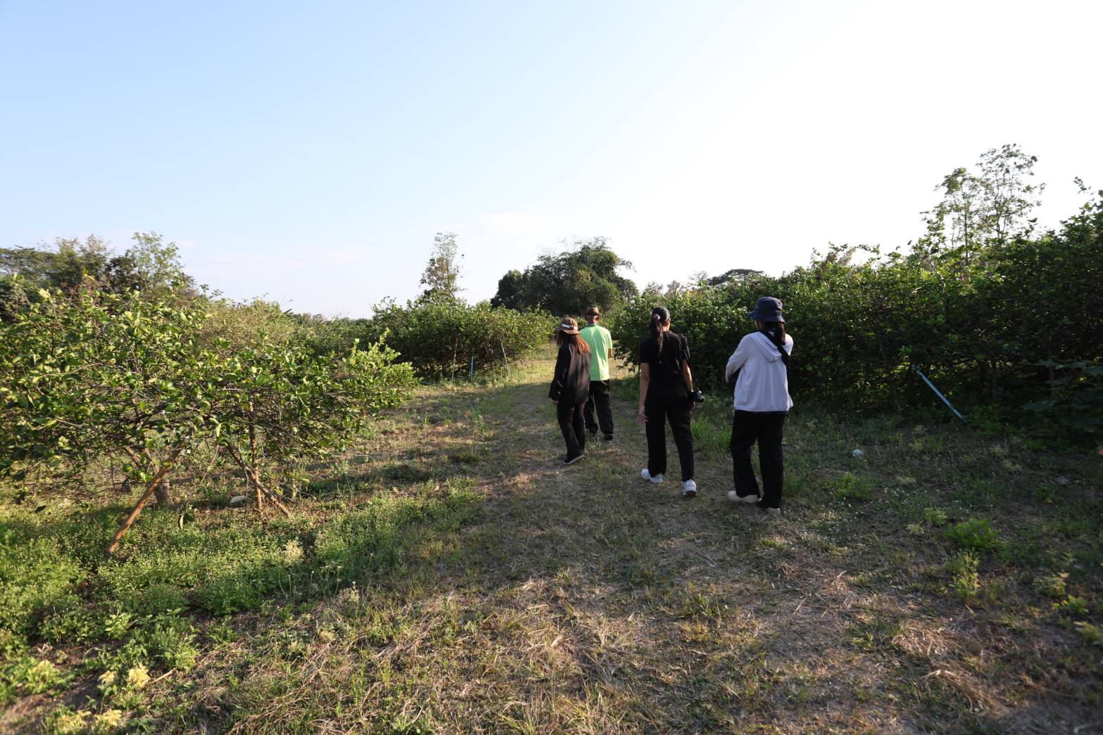 title - กพม. ติดตามผล Smart Farmer ต้นแบบเด่นมะนาวตาฮิติ นายบุญลือ จ.สุโขทัย