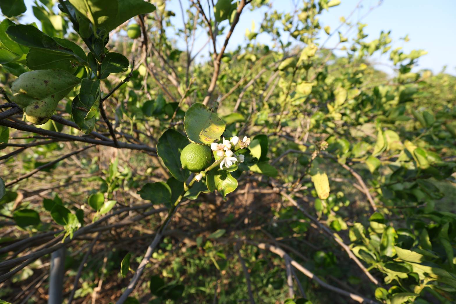 title - กพม. ติดตามผล Smart Farmer ต้นแบบเด่นมะนาวตาฮิติ นายบุญลือ จ.สุโขทัย