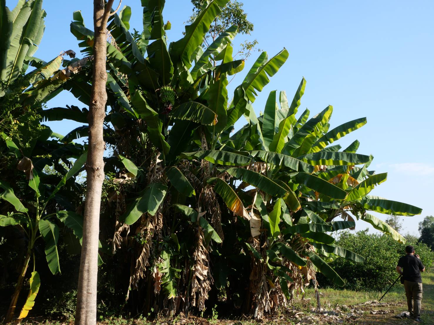 title - กพม. ติดตามผล Smart Farmer ต้นแบบเด่นมะนาวตาฮิติ นายบุญลือ จ.สุโขทัย