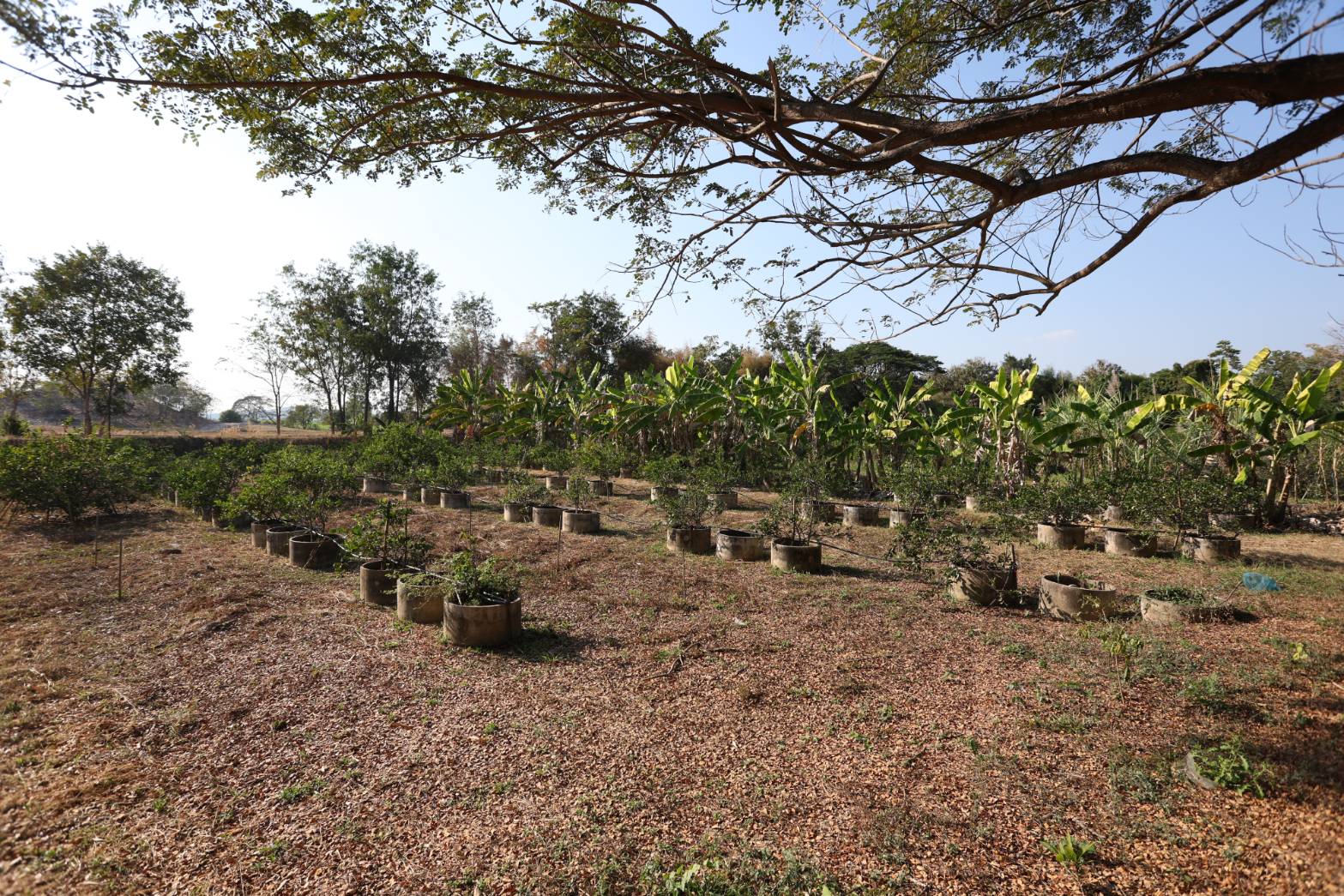 title - กพม. ติดตามผล Smart Farmer ต้นแบบเด่นมะนาวตาฮิติ นายบุญลือ จ.สุโขทัย