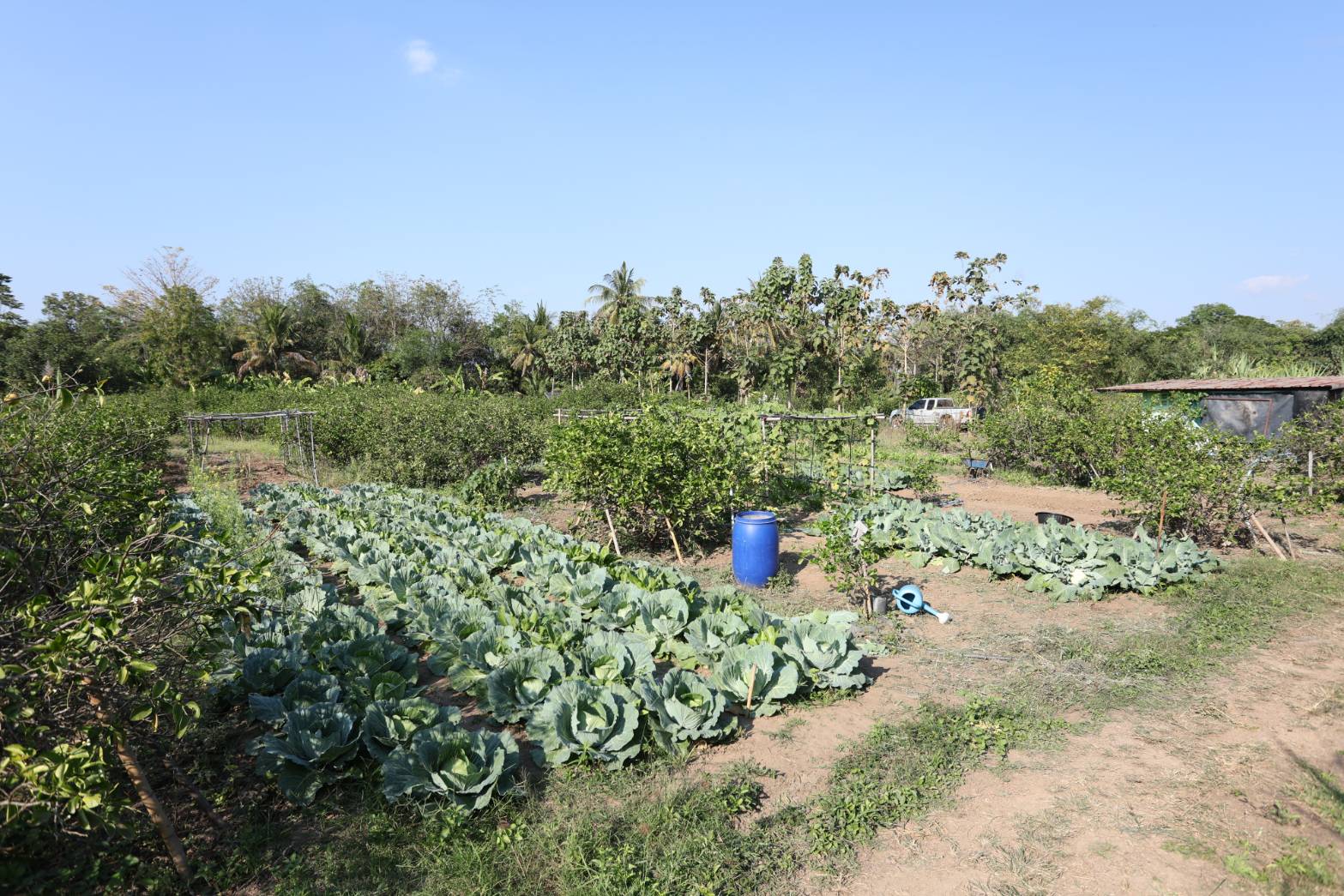 title - กพม. ติดตามผล Smart Farmer ต้นแบบเด่นมะนาวตาฮิติ นายบุญลือ จ.สุโขทัย