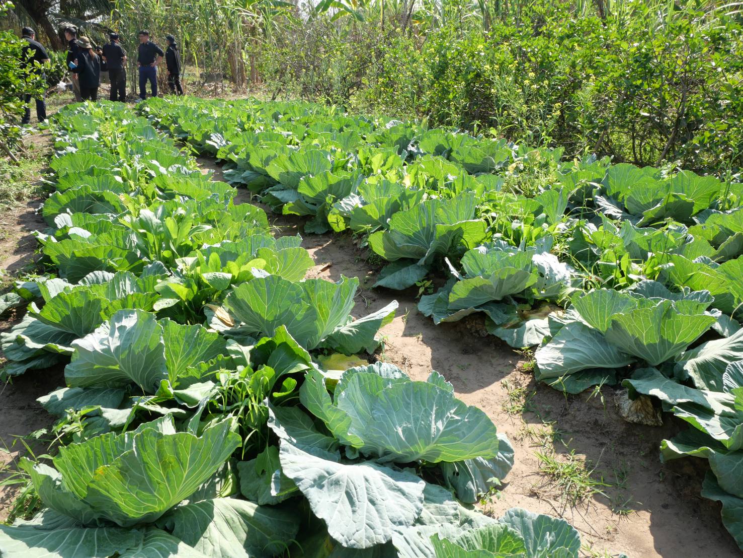 title - กพม. ติดตามผล Smart Farmer ต้นแบบเด่นมะนาวตาฮิติ นายบุญลือ จ.สุโขทัย