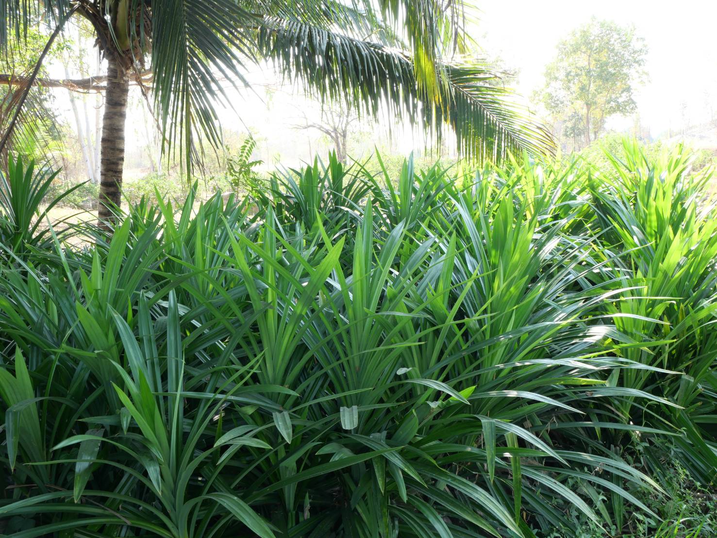 title - กพม. ติดตามผล Smart Farmer ต้นแบบเด่นมะนาวตาฮิติ นายบุญลือ จ.สุโขทัย