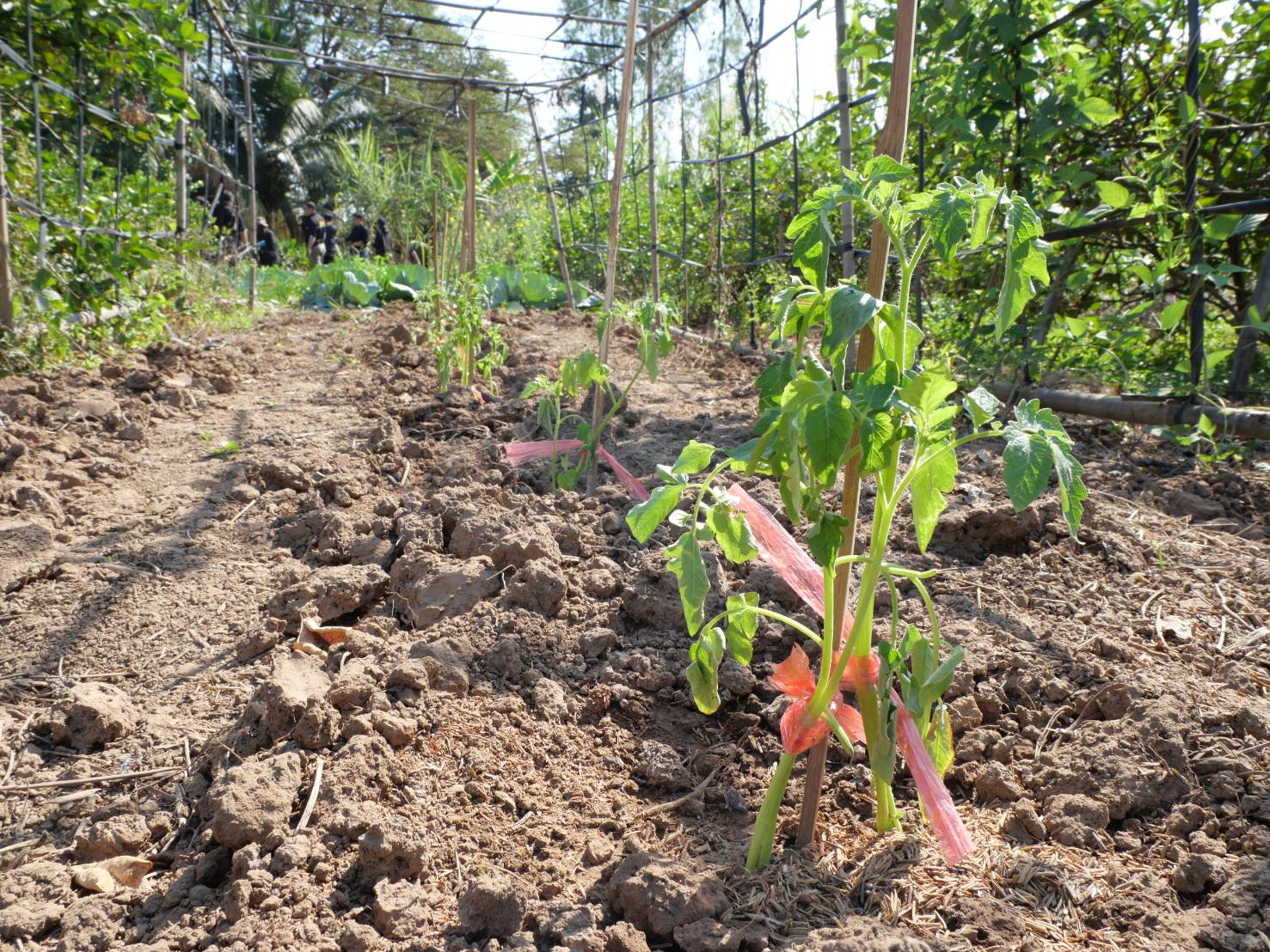 title - กพม. ติดตามผล Smart Farmer ต้นแบบเด่นมะนาวตาฮิติ นายบุญลือ จ.สุโขทัย