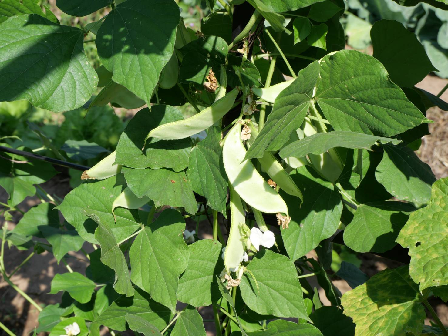 title - กพม. ติดตามผล Smart Farmer ต้นแบบเด่นมะนาวตาฮิติ นายบุญลือ จ.สุโขทัย