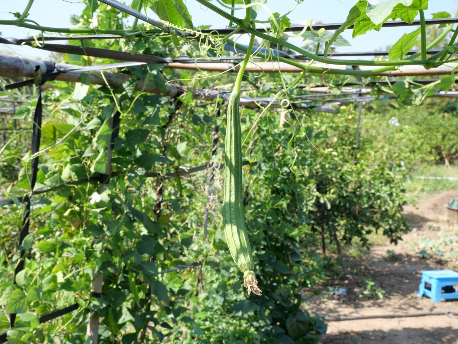 title - กพม. ติดตามผล Smart Farmer ต้นแบบเด่นมะนาวตาฮิติ นายบุญลือ จ.สุโขทัย