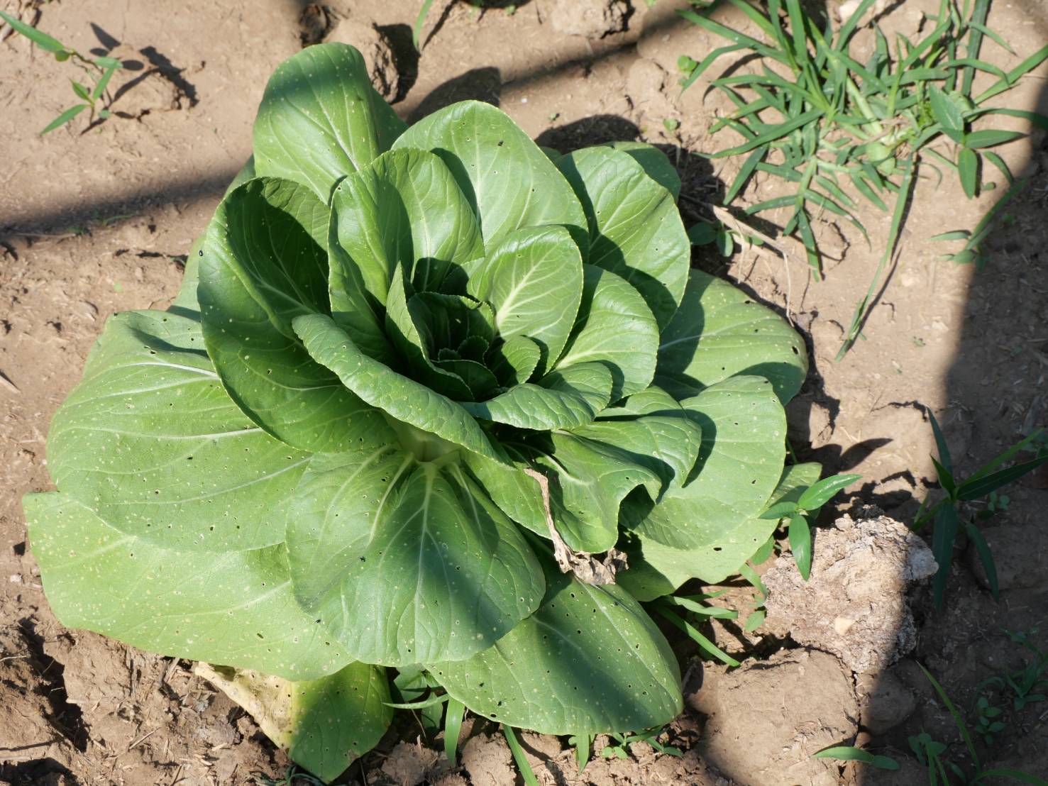 title - กพม. ติดตามผล Smart Farmer ต้นแบบเด่นมะนาวตาฮิติ นายบุญลือ จ.สุโขทัย