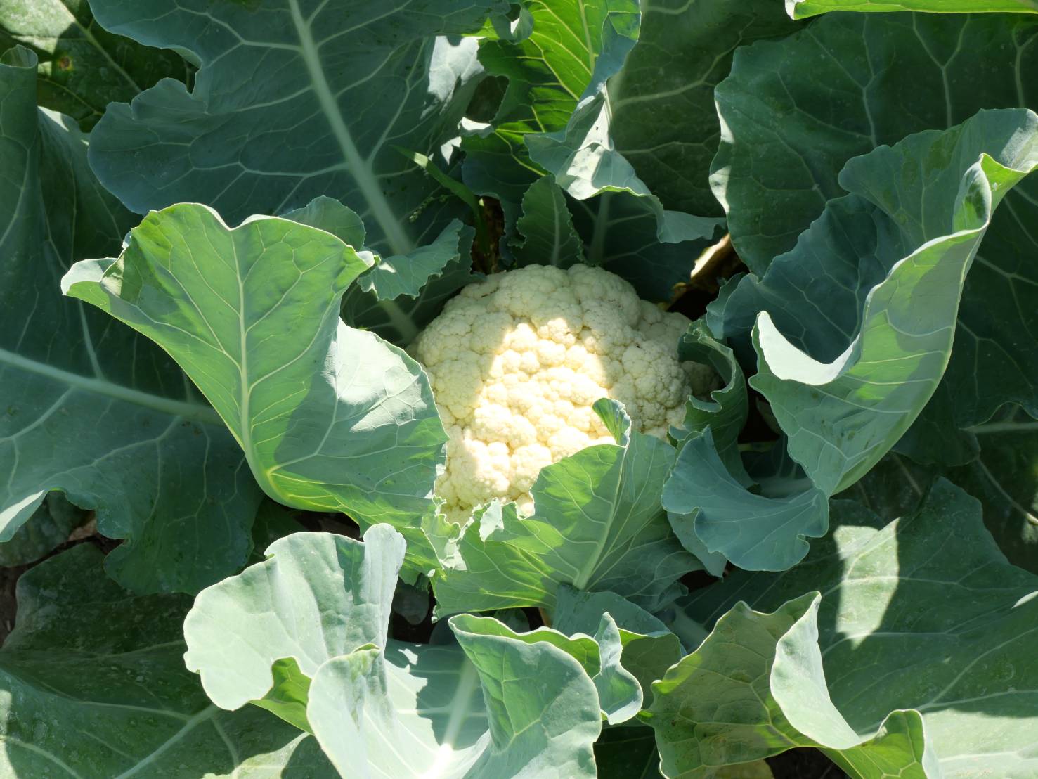 title - กพม. ติดตามผล Smart Farmer ต้นแบบเด่นมะนาวตาฮิติ นายบุญลือ จ.สุโขทัย