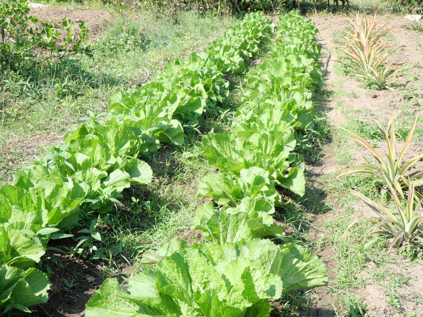 title - กพม. ติดตามผล Smart Farmer ต้นแบบเด่นมะนาวตาฮิติ นายบุญลือ จ.สุโขทัย