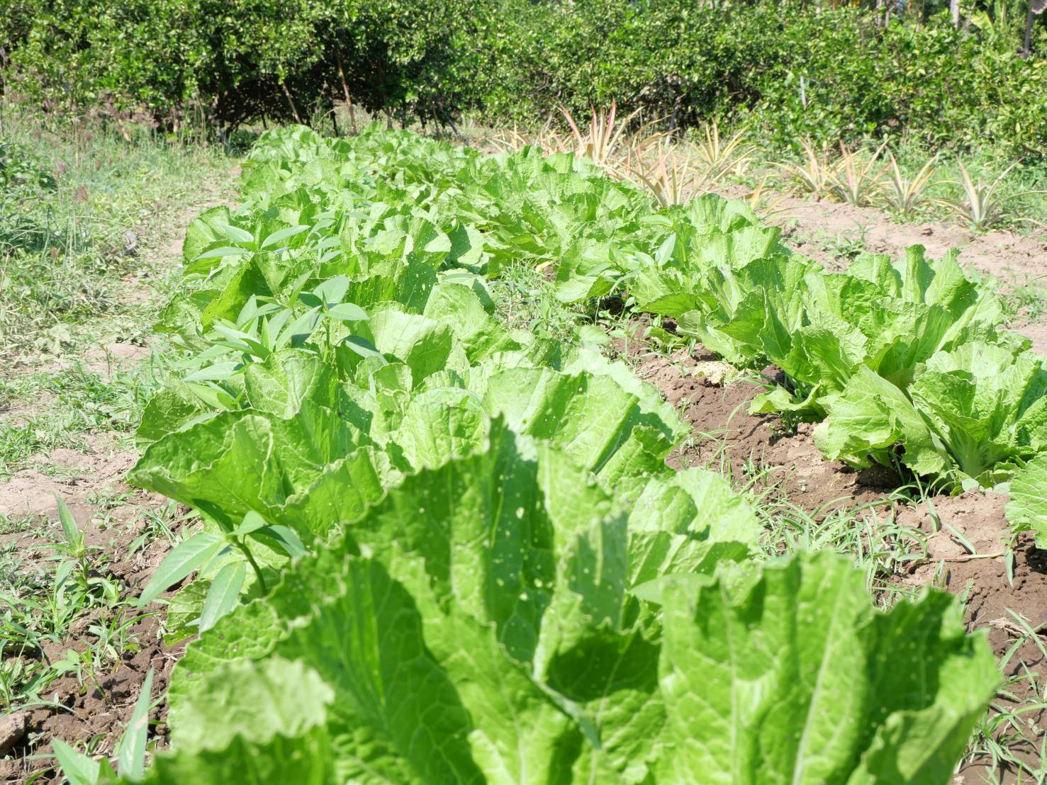 title - กพม. ติดตามผล Smart Farmer ต้นแบบเด่นมะนาวตาฮิติ นายบุญลือ จ.สุโขทัย