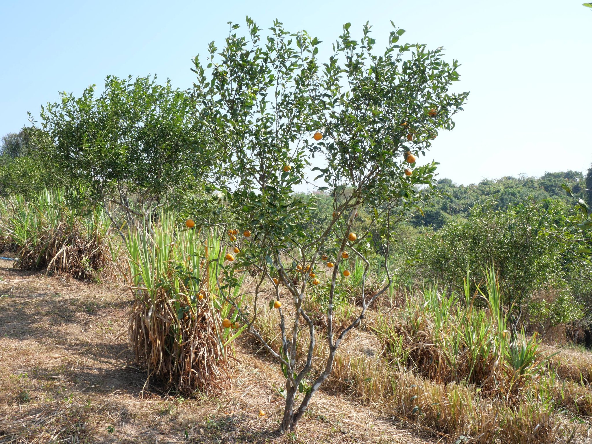 title - กพม. ติดตามผล Smart Farmer แม่สิน จ.สุโขทัย