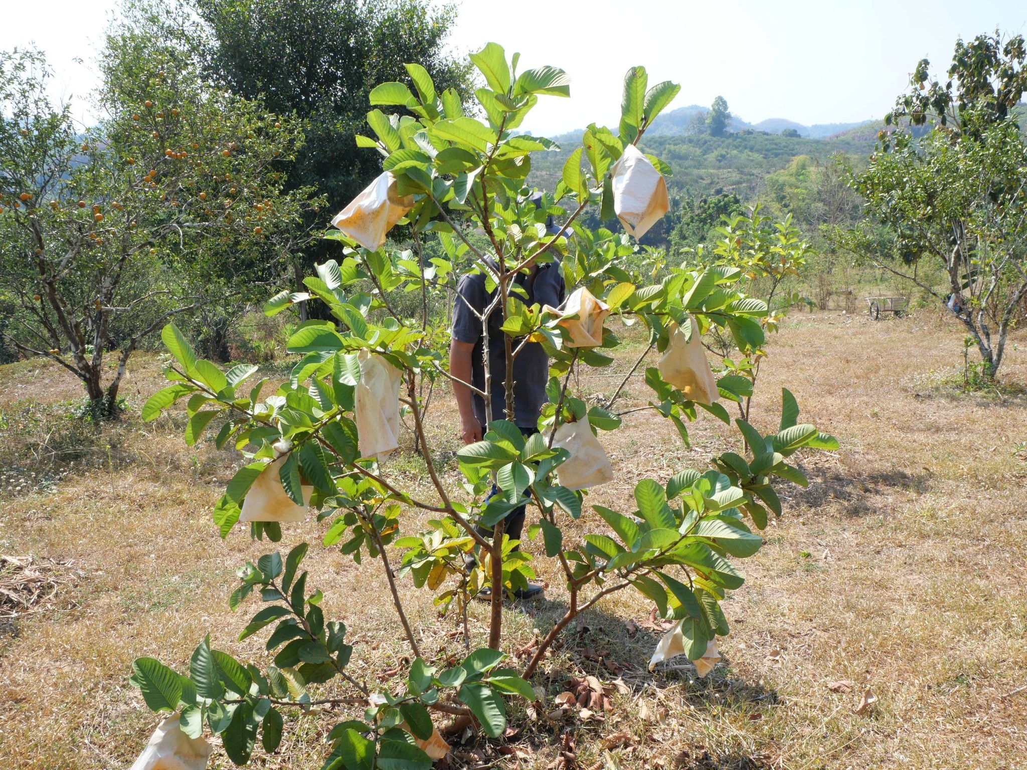 title - กพม. ติดตามผล Smart Farmer แม่สิน จ.สุโขทัย