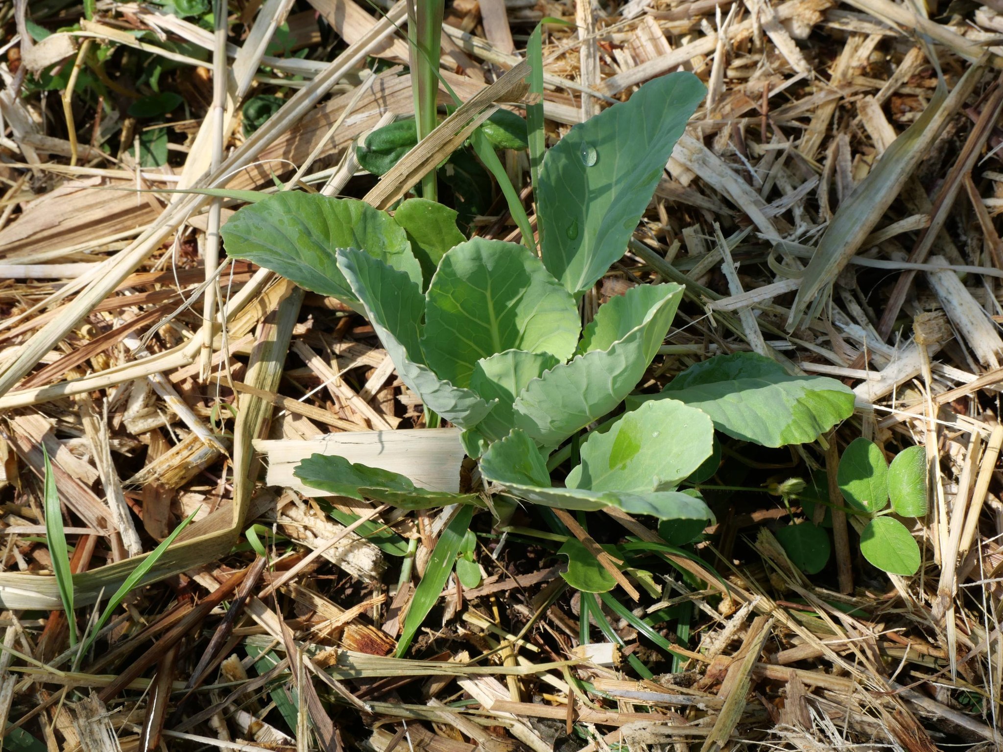 title - กพม. ติดตามผล Smart Farmer แม่สิน จ.สุโขทัย