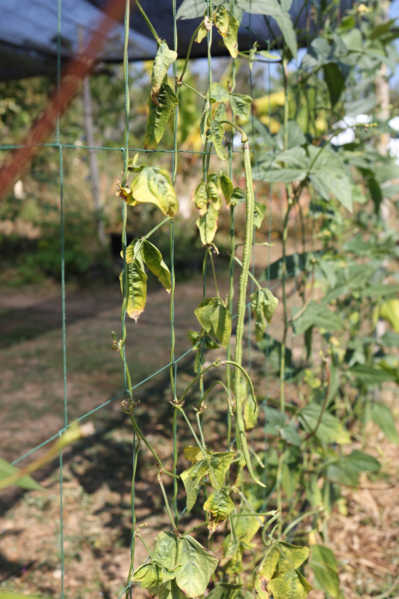 title - กพม. ติดตามผล Smart Farmer แม่สิน จ.สุโขทัย