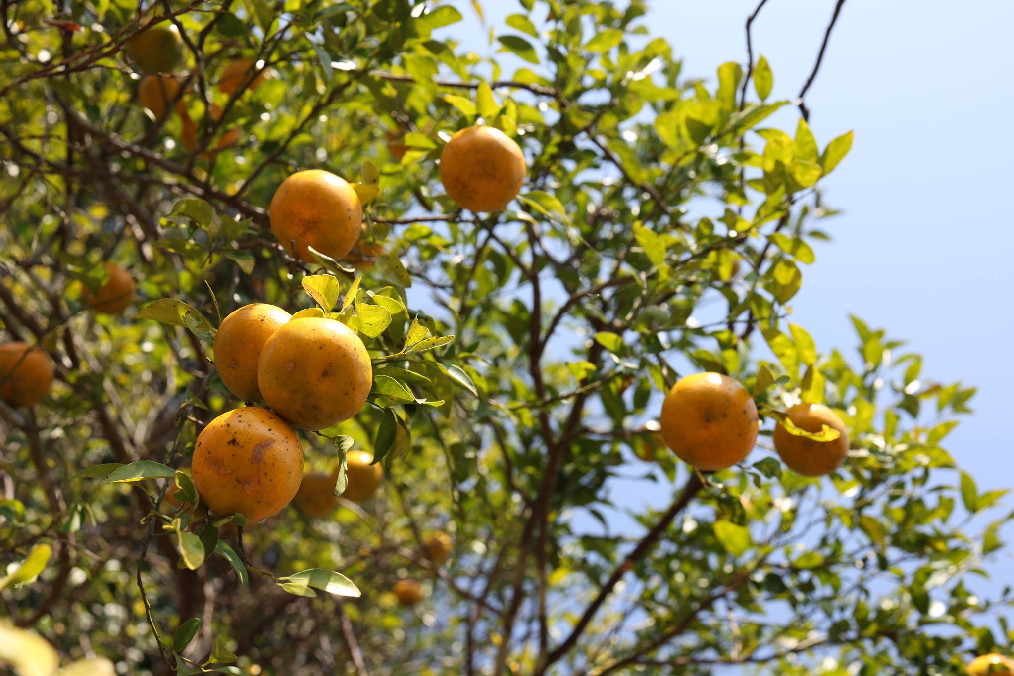 title - กพม. ติดตามผล Smart Farmer แม่สิน จ.สุโขทัย