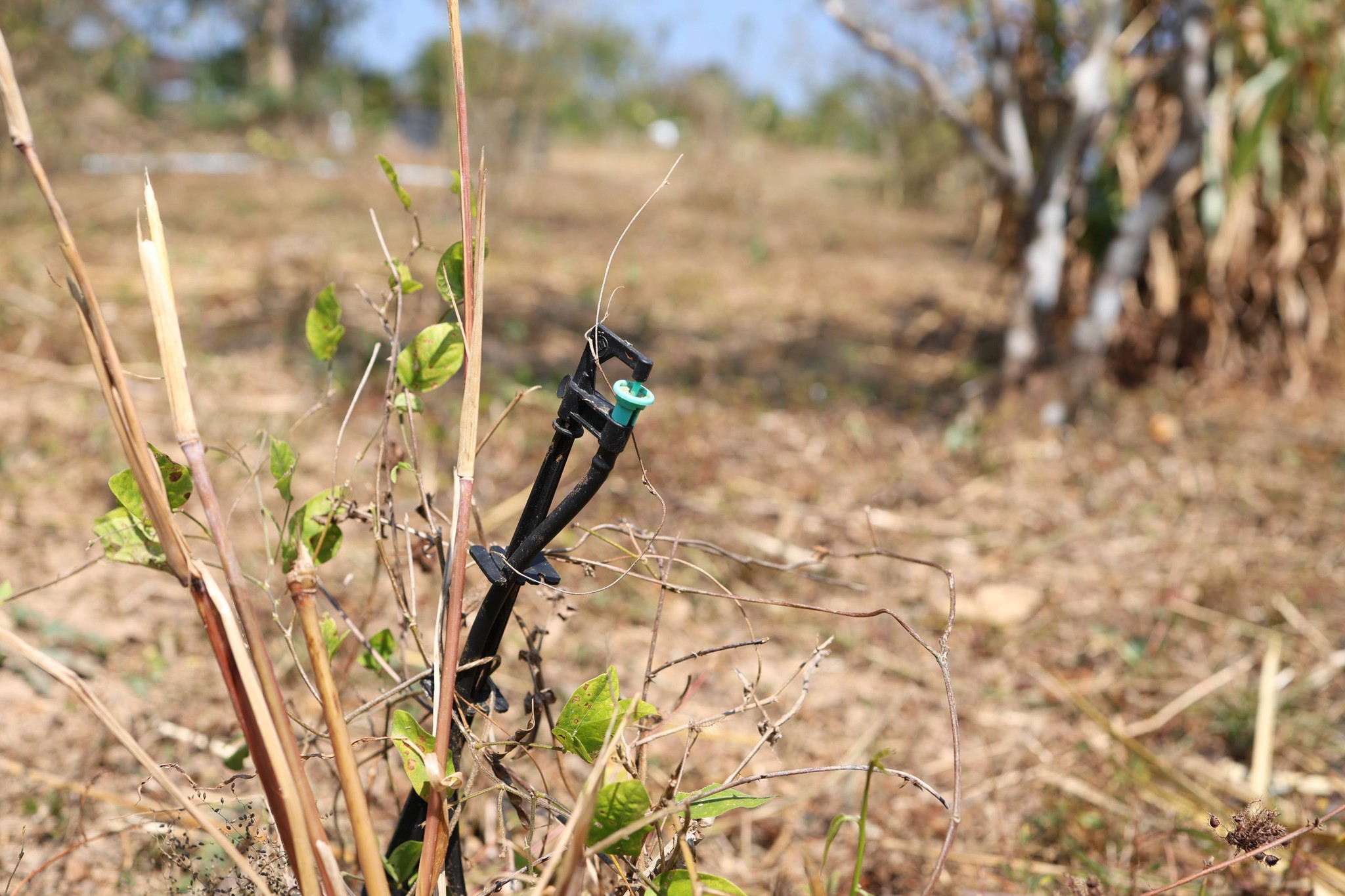 title - กพม. ติดตามผล Smart Farmer แม่สิน จ.สุโขทัย