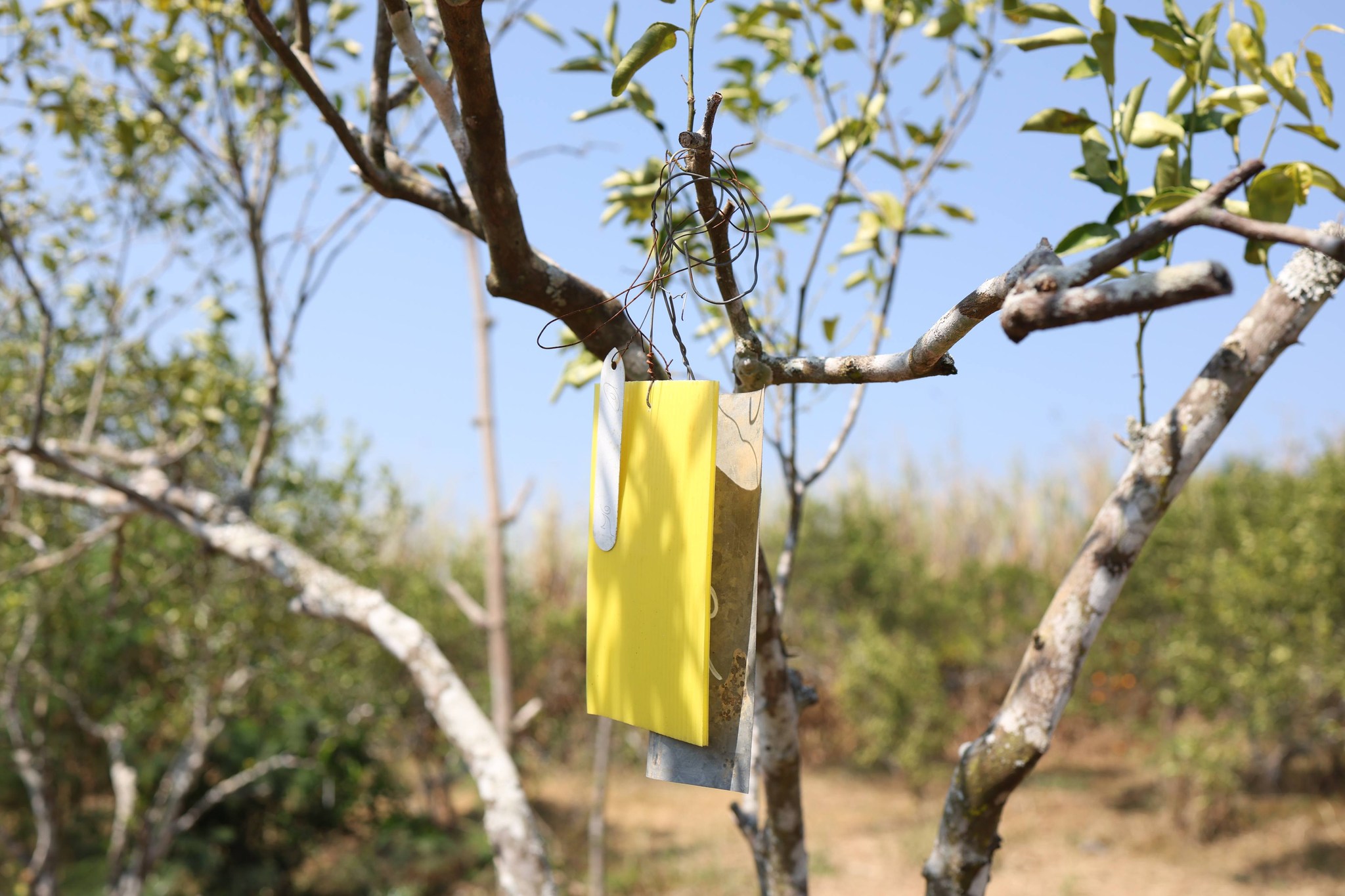 title - กพม. ติดตามผล Smart Farmer แม่สิน จ.สุโขทัย