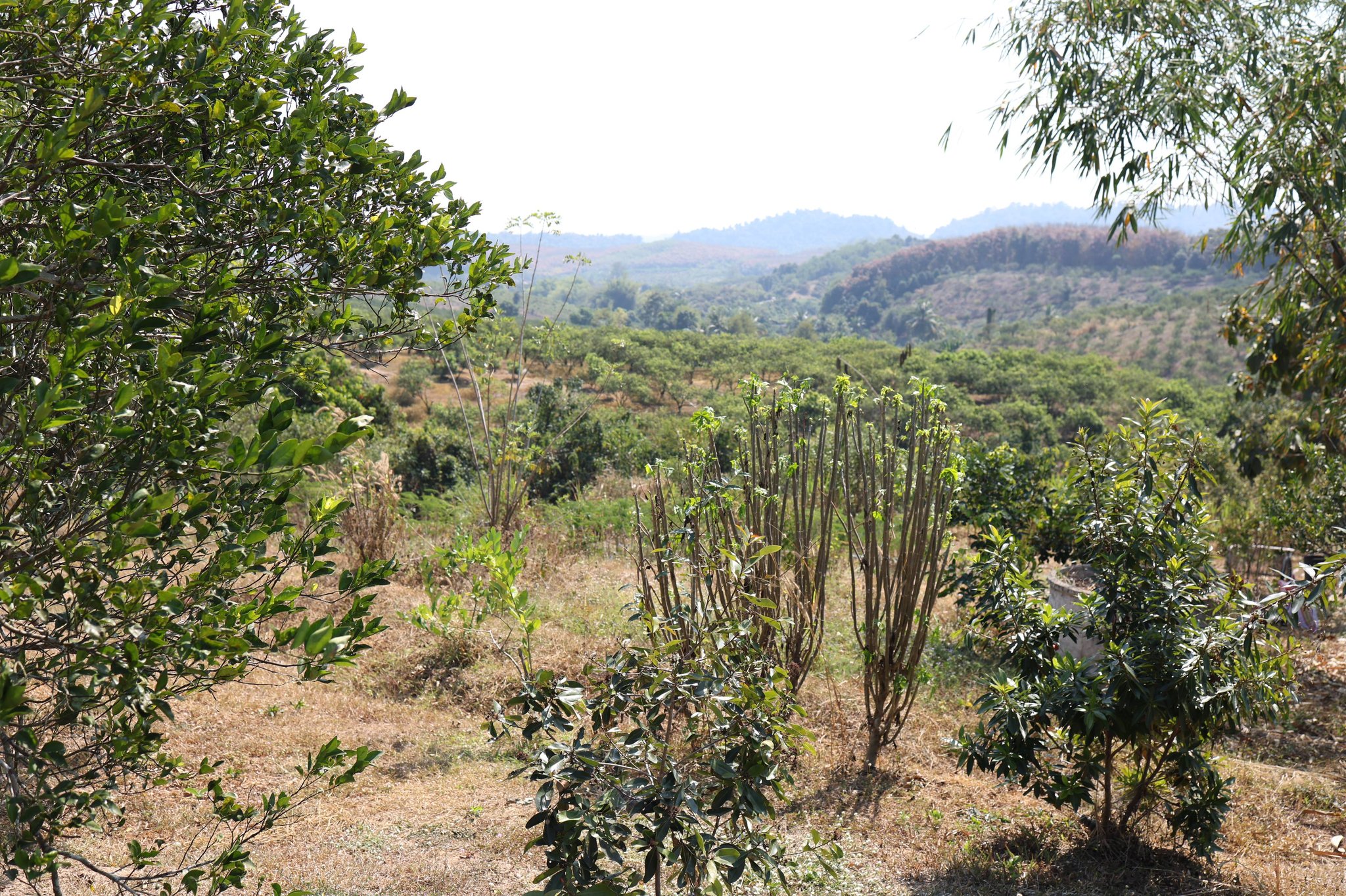 title - กพม. ติดตามผล Smart Farmer แม่สิน จ.สุโขทัย