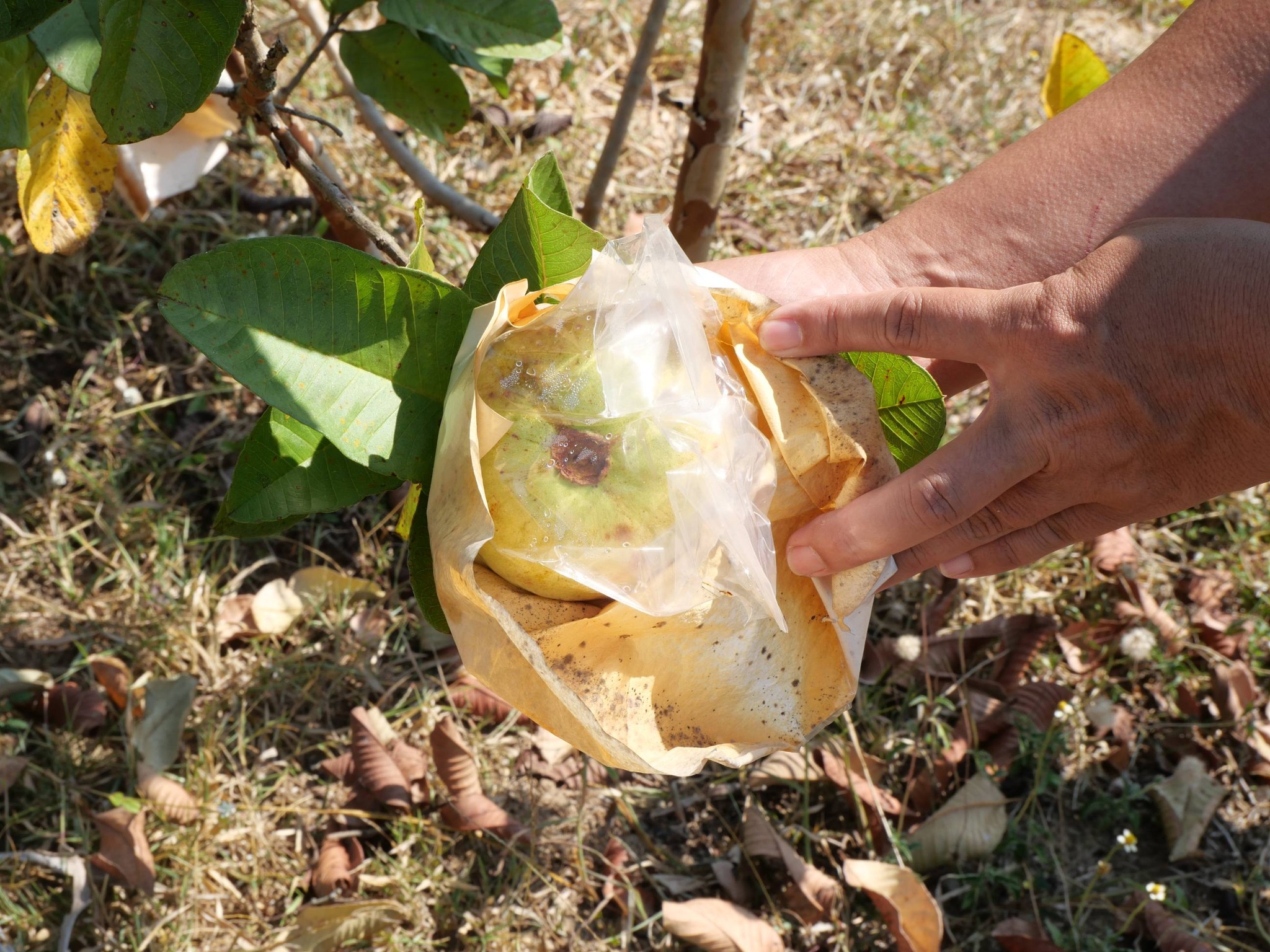 title - กพม. ติดตามผล Smart Farmer แม่สิน จ.สุโขทัย