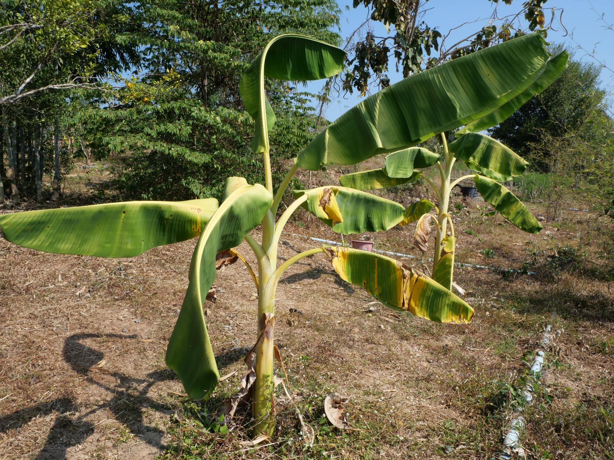 title - กพม. ติดตามผล Smart Farmer แม่สิน จ.สุโขทัย