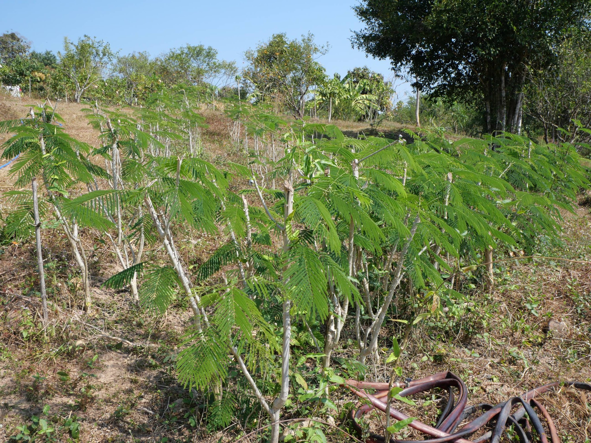title - กพม. ติดตามผล Smart Farmer แม่สิน จ.สุโขทัย