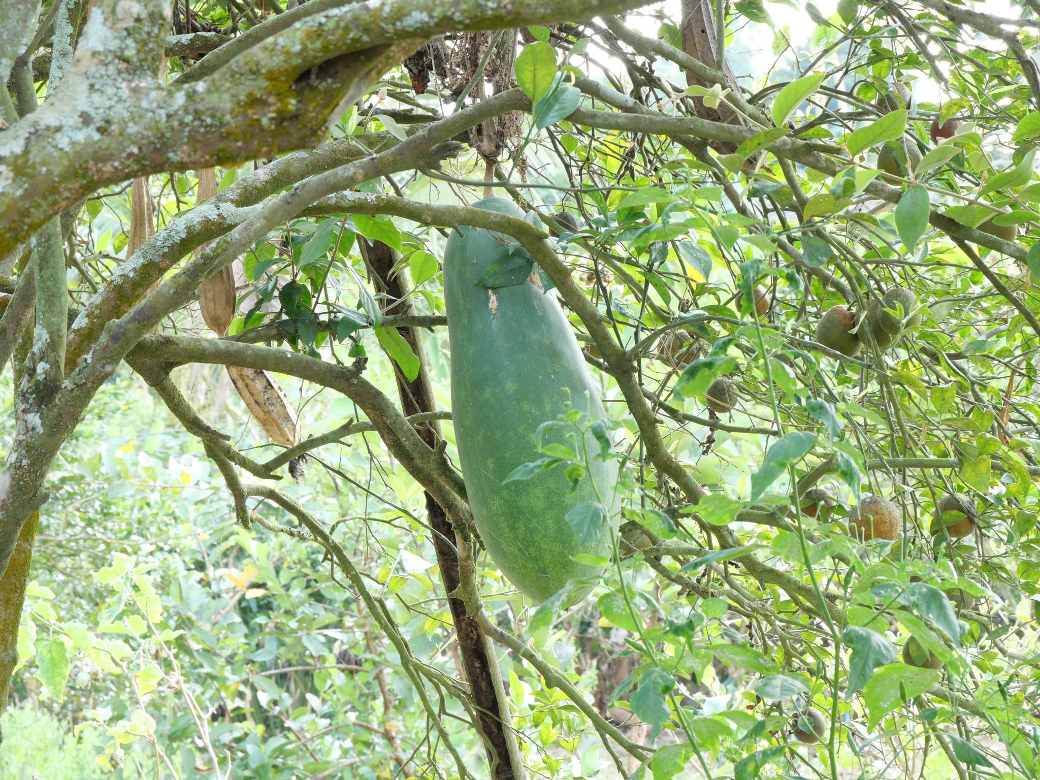 title - กพม. ติดตามผล Smart Farmer แม่สิน จ.สุโขทัย