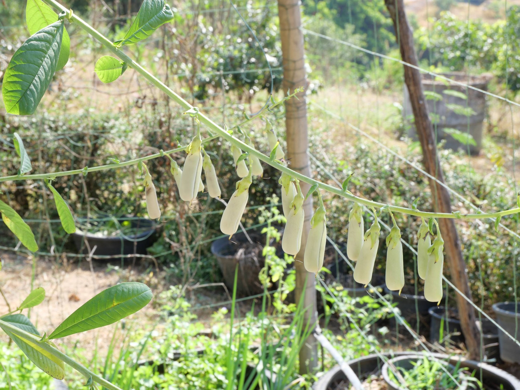 title - กพม. ติดตามผล Smart Farmer แม่สิน จ.สุโขทัย