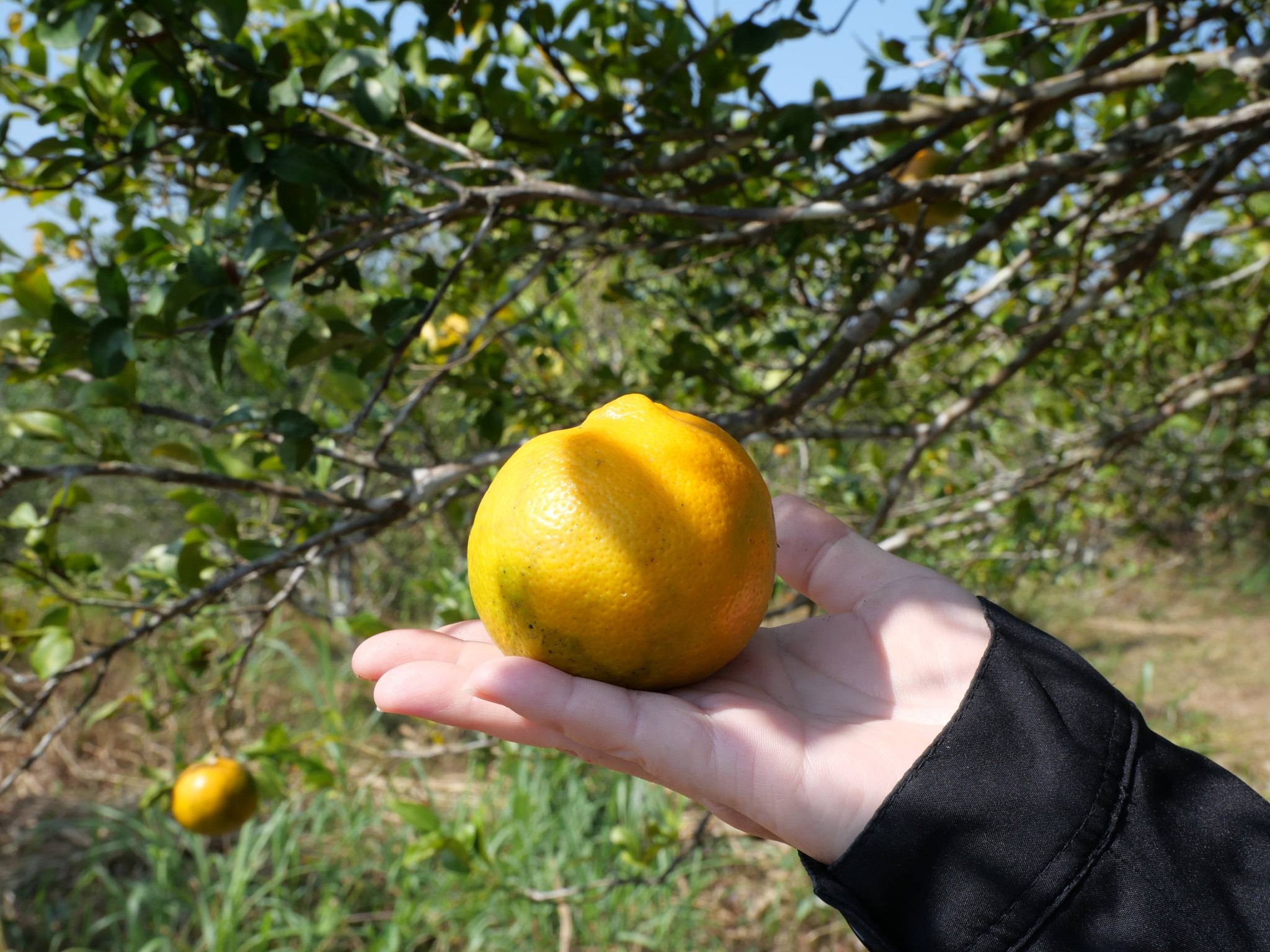 title - กพม. ติดตามผล Smart Farmer แม่สิน จ.สุโขทัย